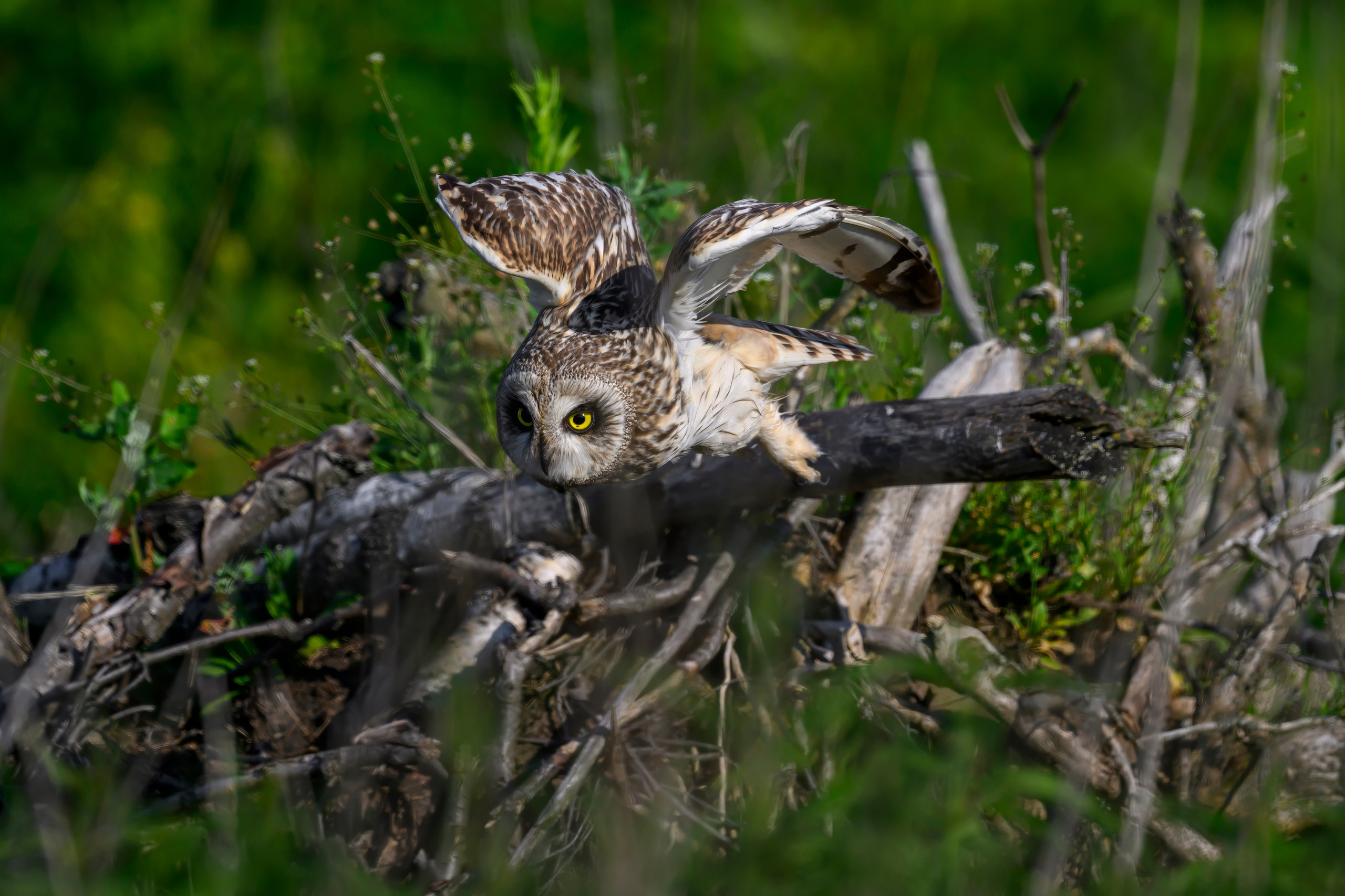 Совы и веретенники. Фотограф Сергей Пупонин