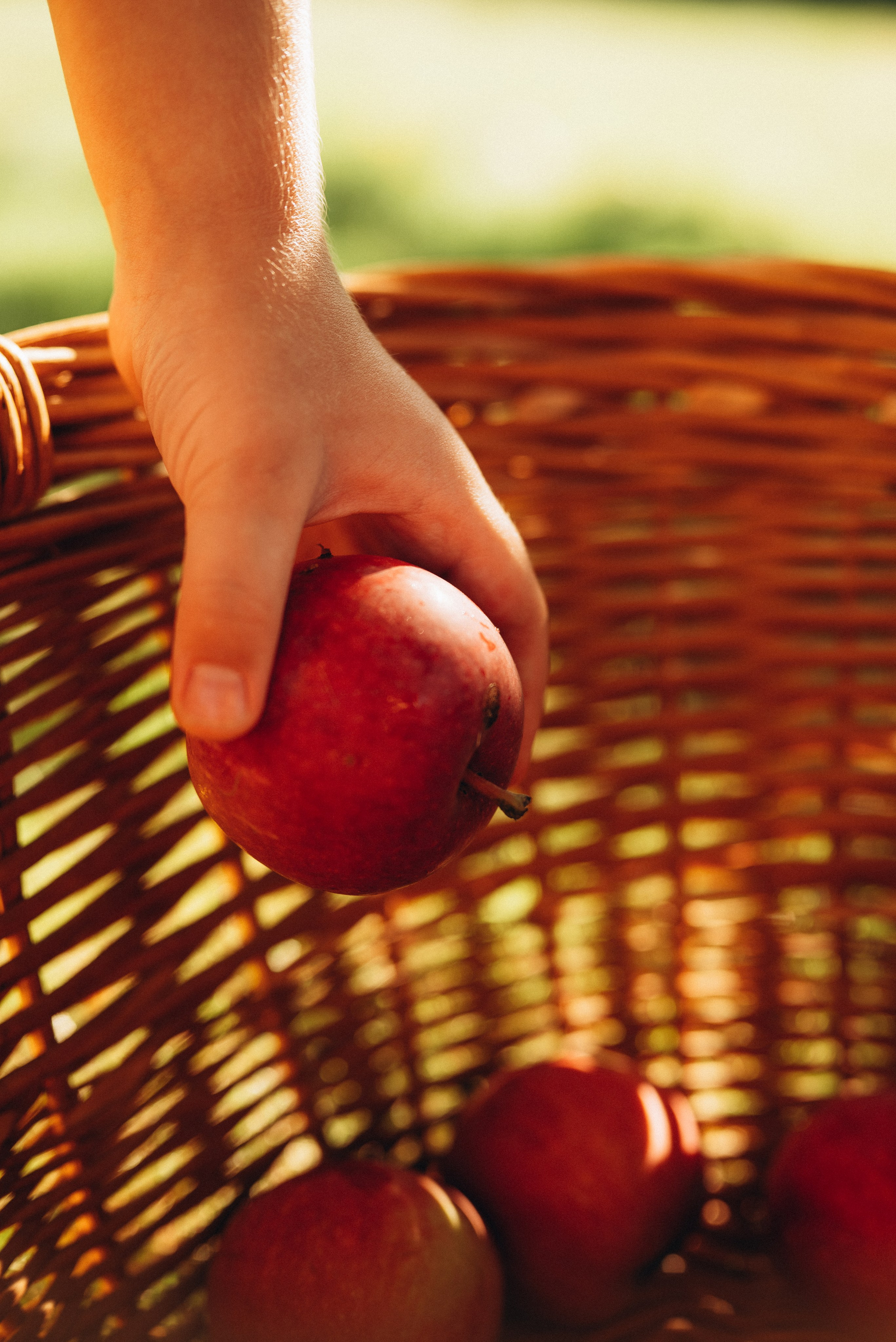 Маленький садовник. Семейный фотограф в Москве Дарья Пузикова