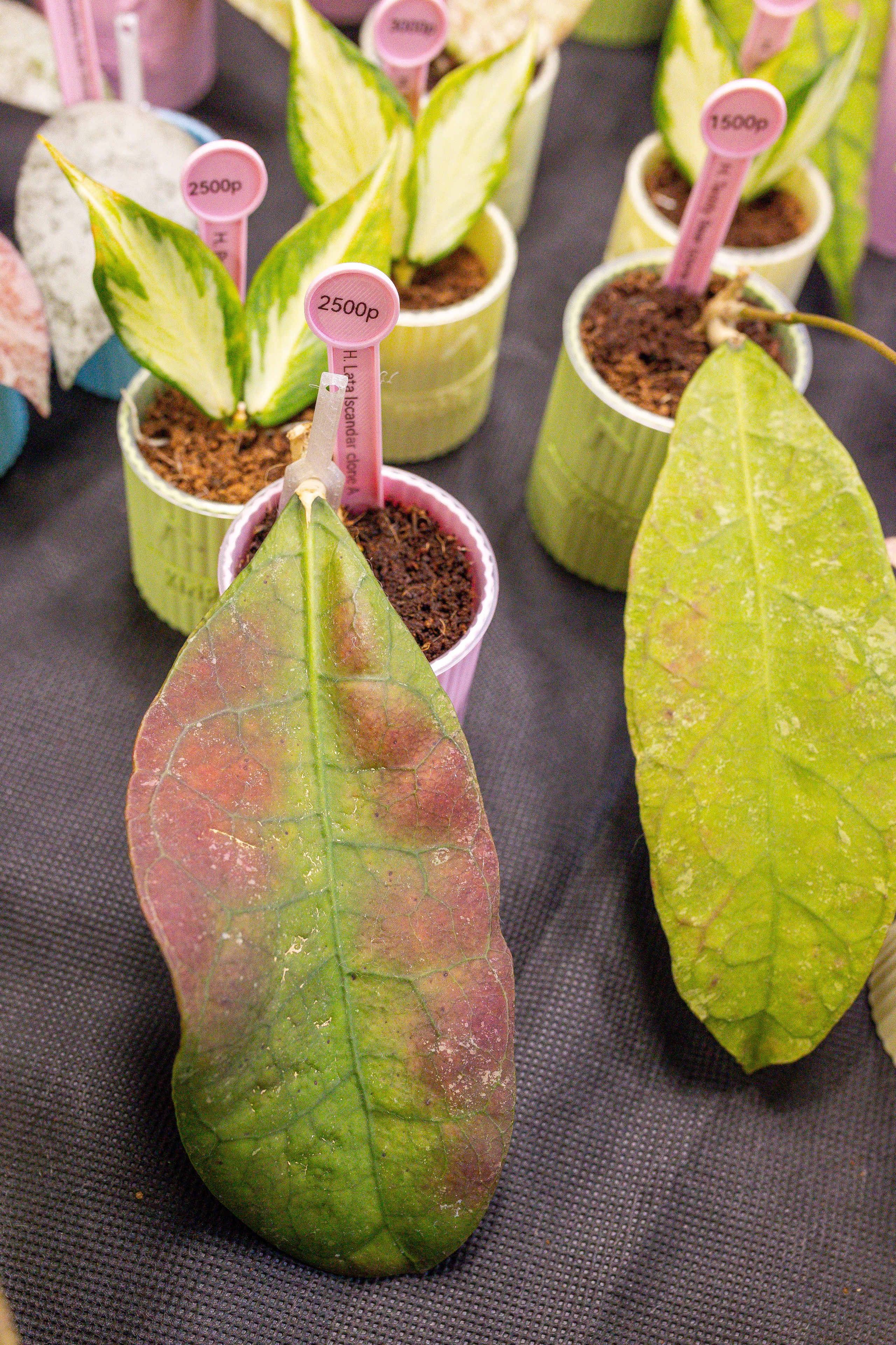 Монстериум 11–12 октября. Александра Куликова фотограф, Москва