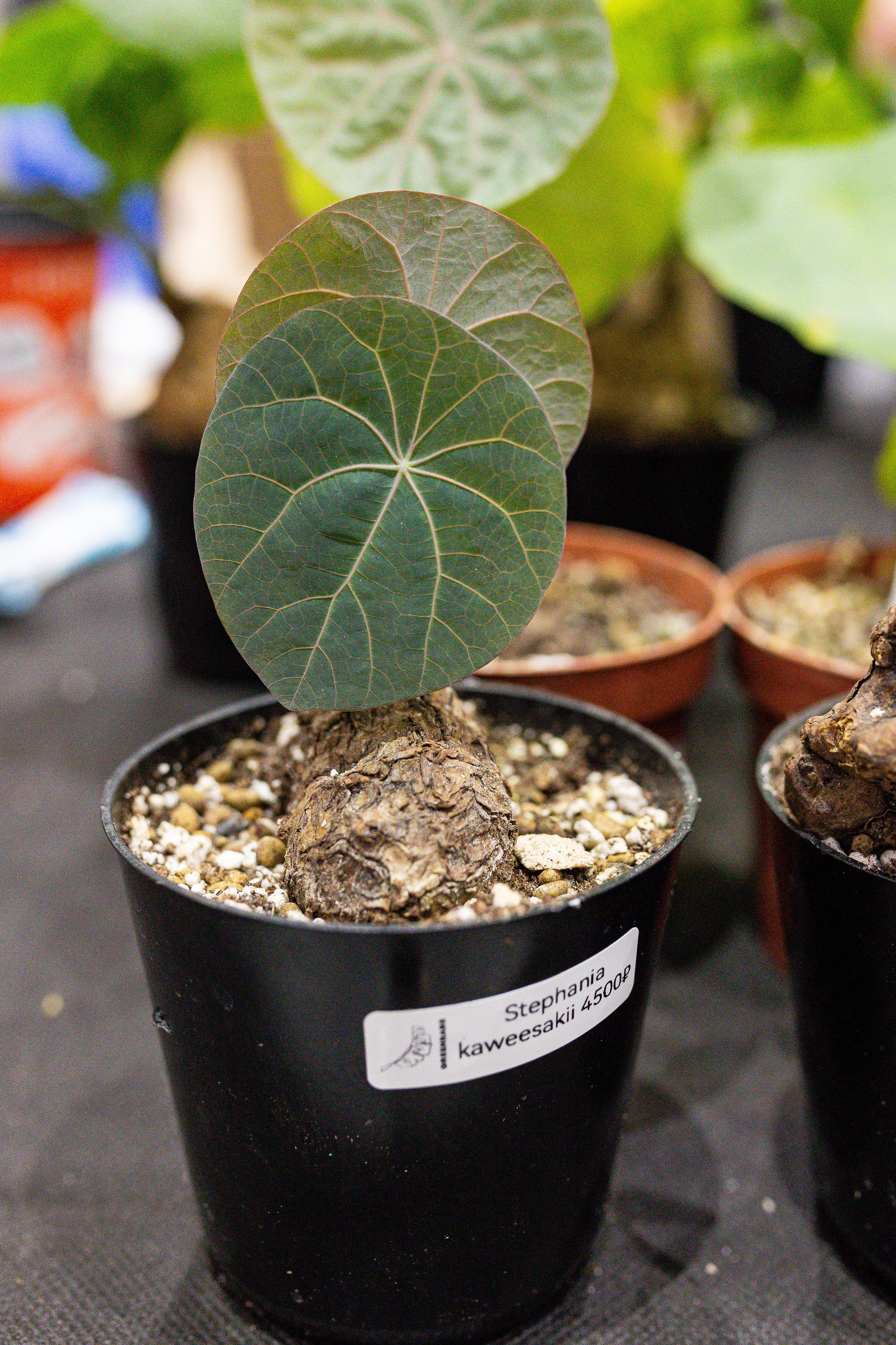 Монстериум 11–12 октября. Александра Куликова фотограф, Москва