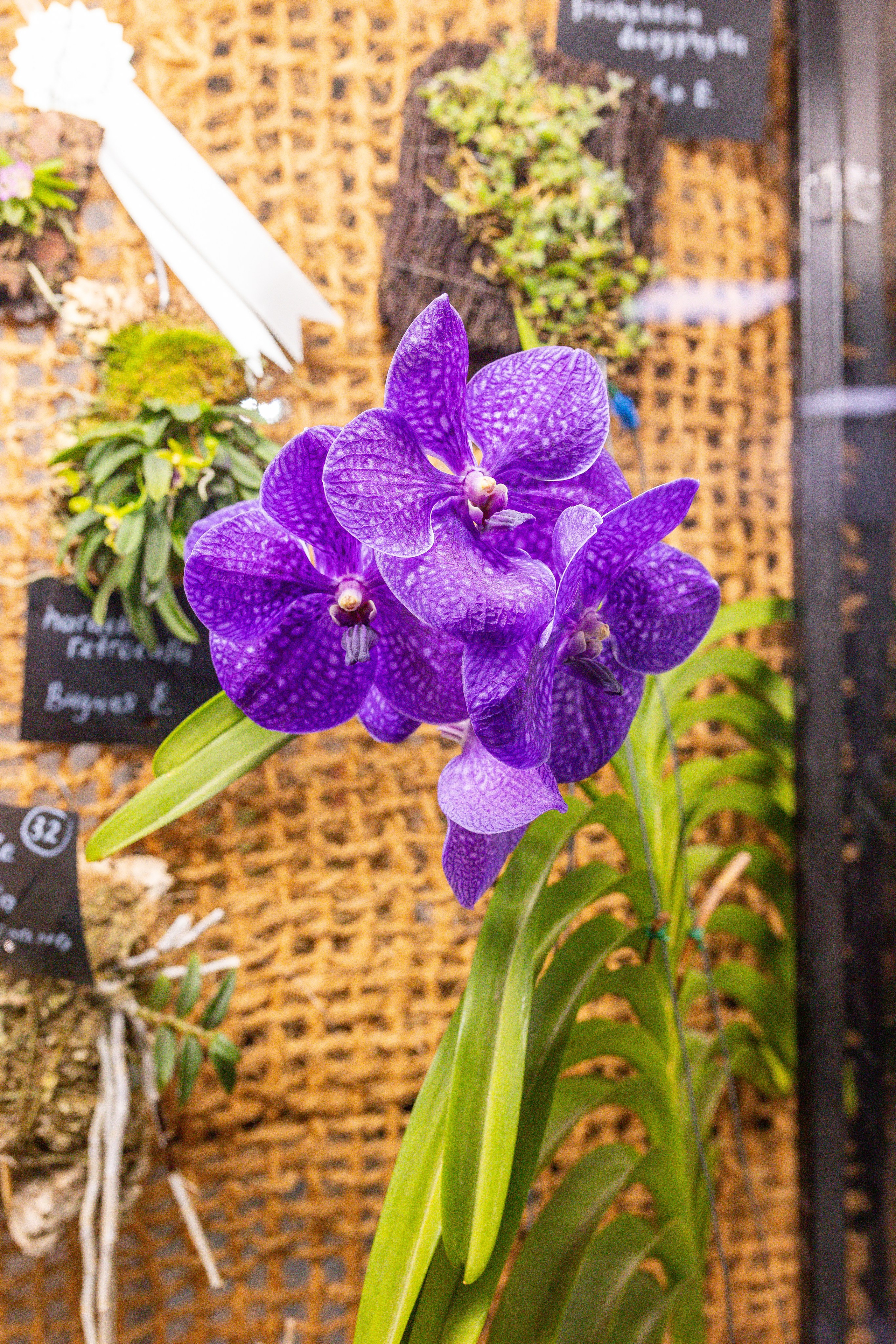 Орхидиум сентябрь 2025. Александра Куликова фотограф, Москва