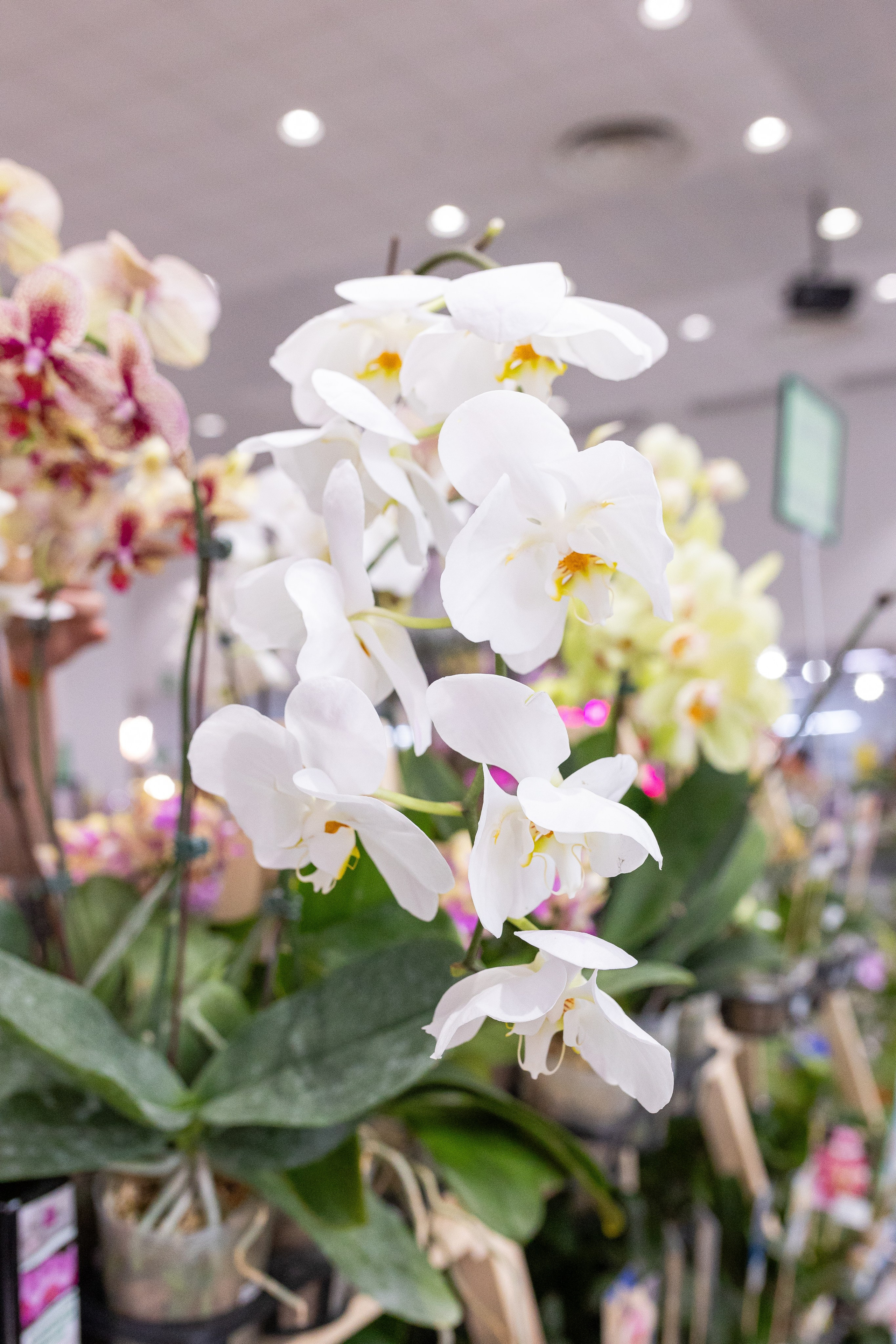 Орхидиум май 2025. Александра Куликова фотограф, Москва