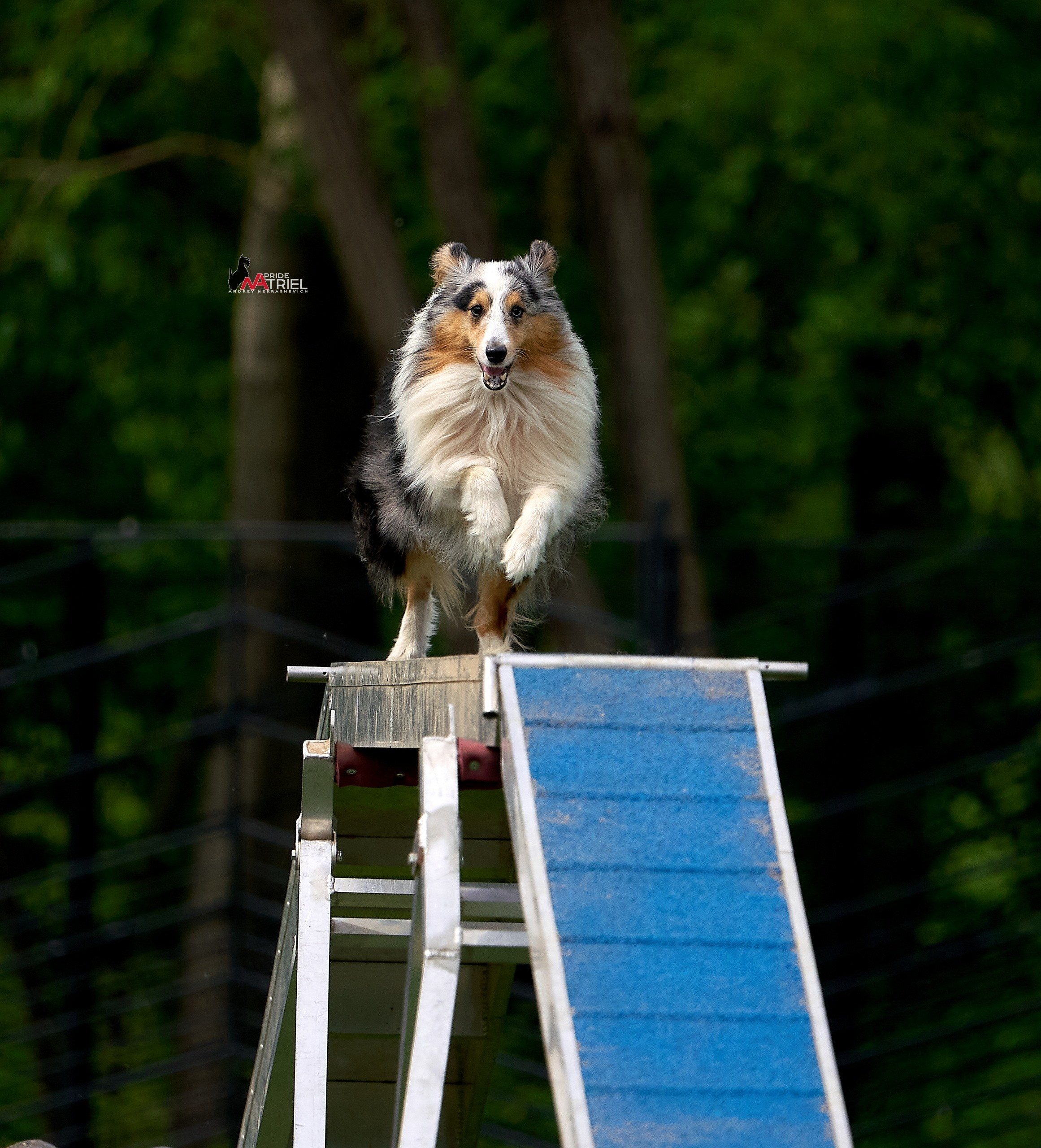 Аджилити — галерея NATRIEL