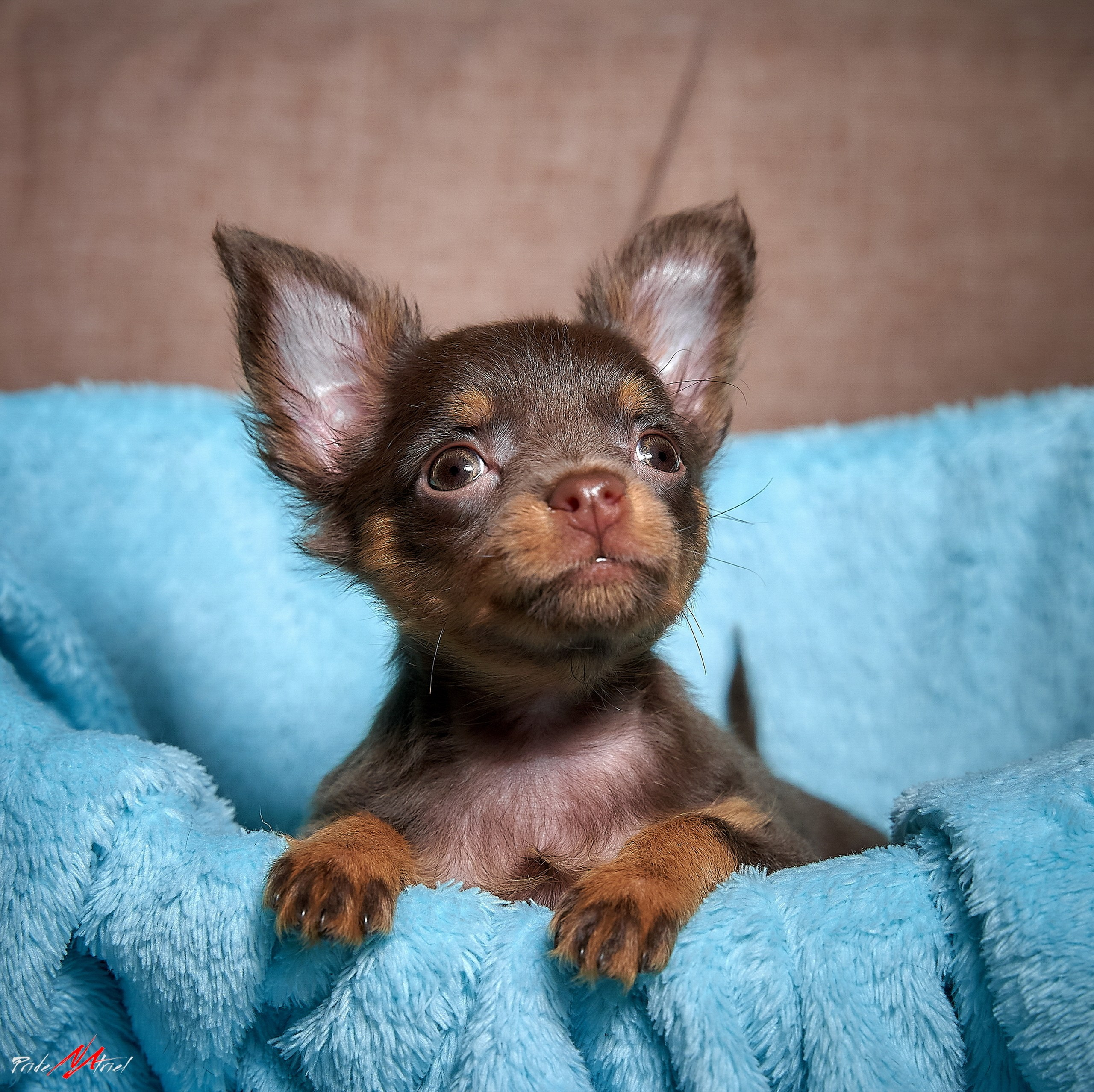 Щенки дома — галерея NATRIEL