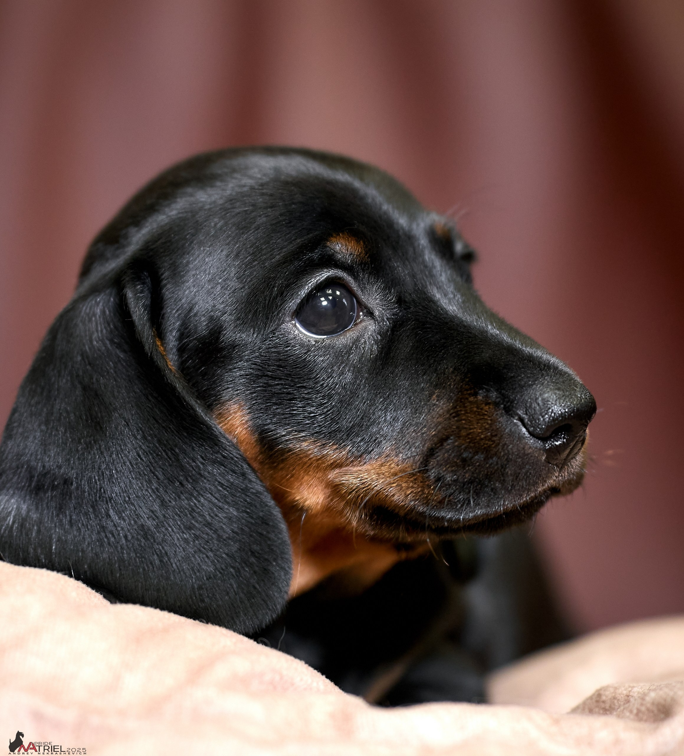 Съемка щенков таксы с мобильным светом