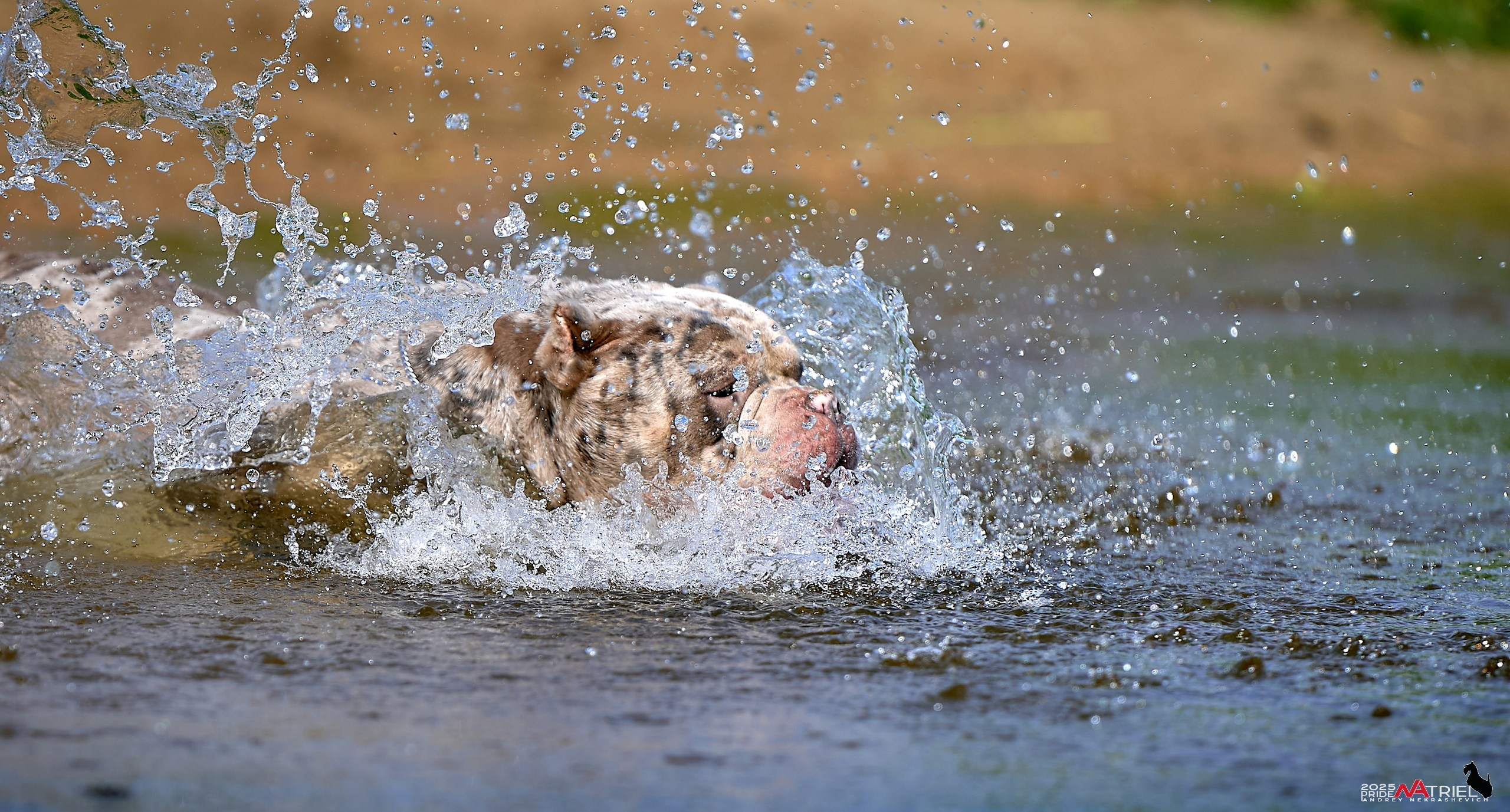 Съемка собак породы булли на природе