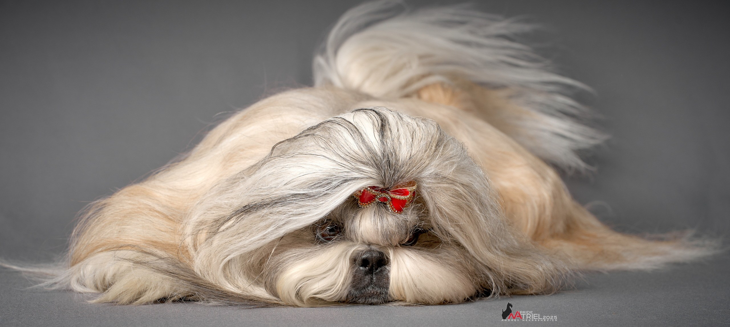 Съемка ши-тсу с мобильным светом