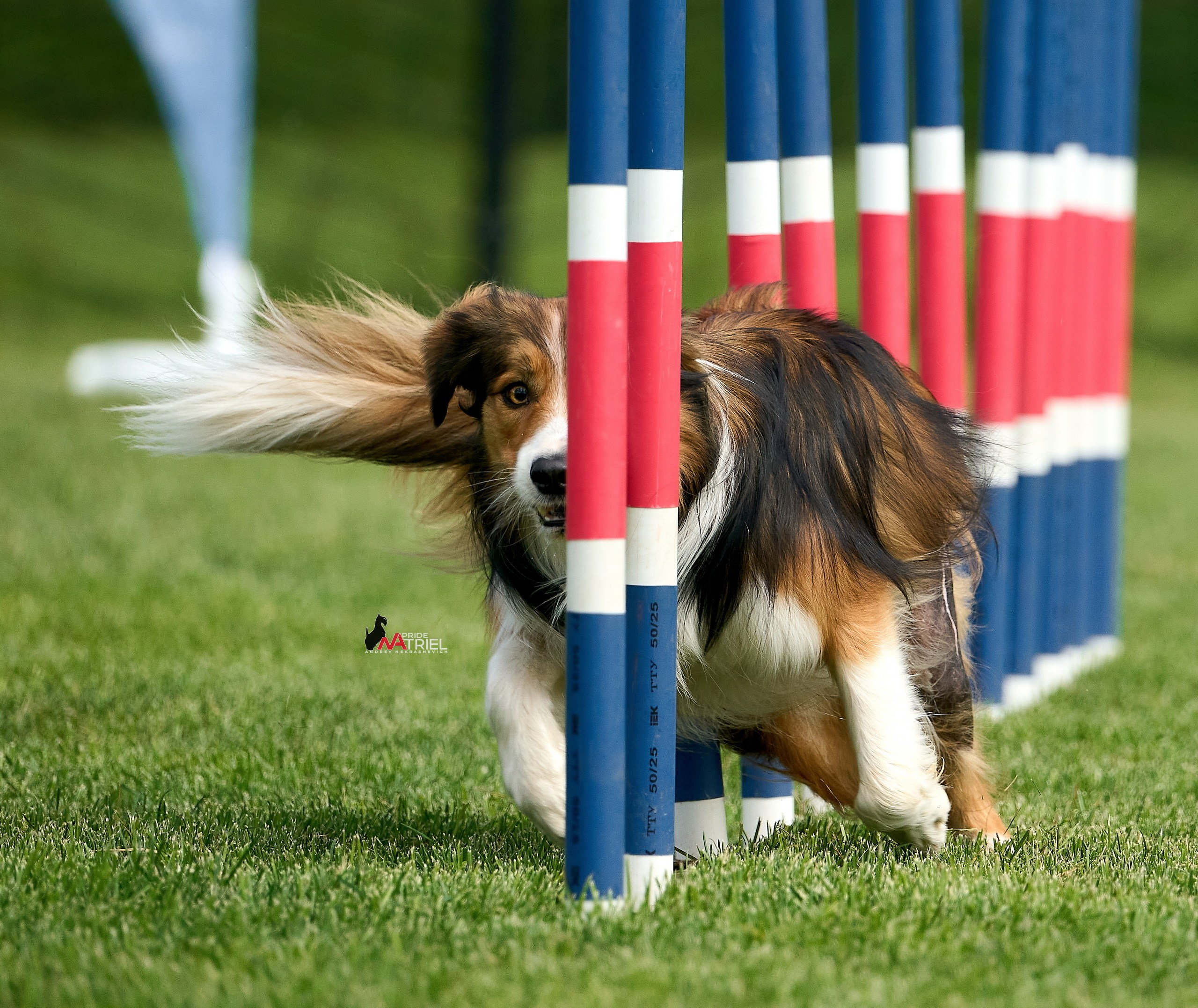 Аджилити — галерея NATRIEL