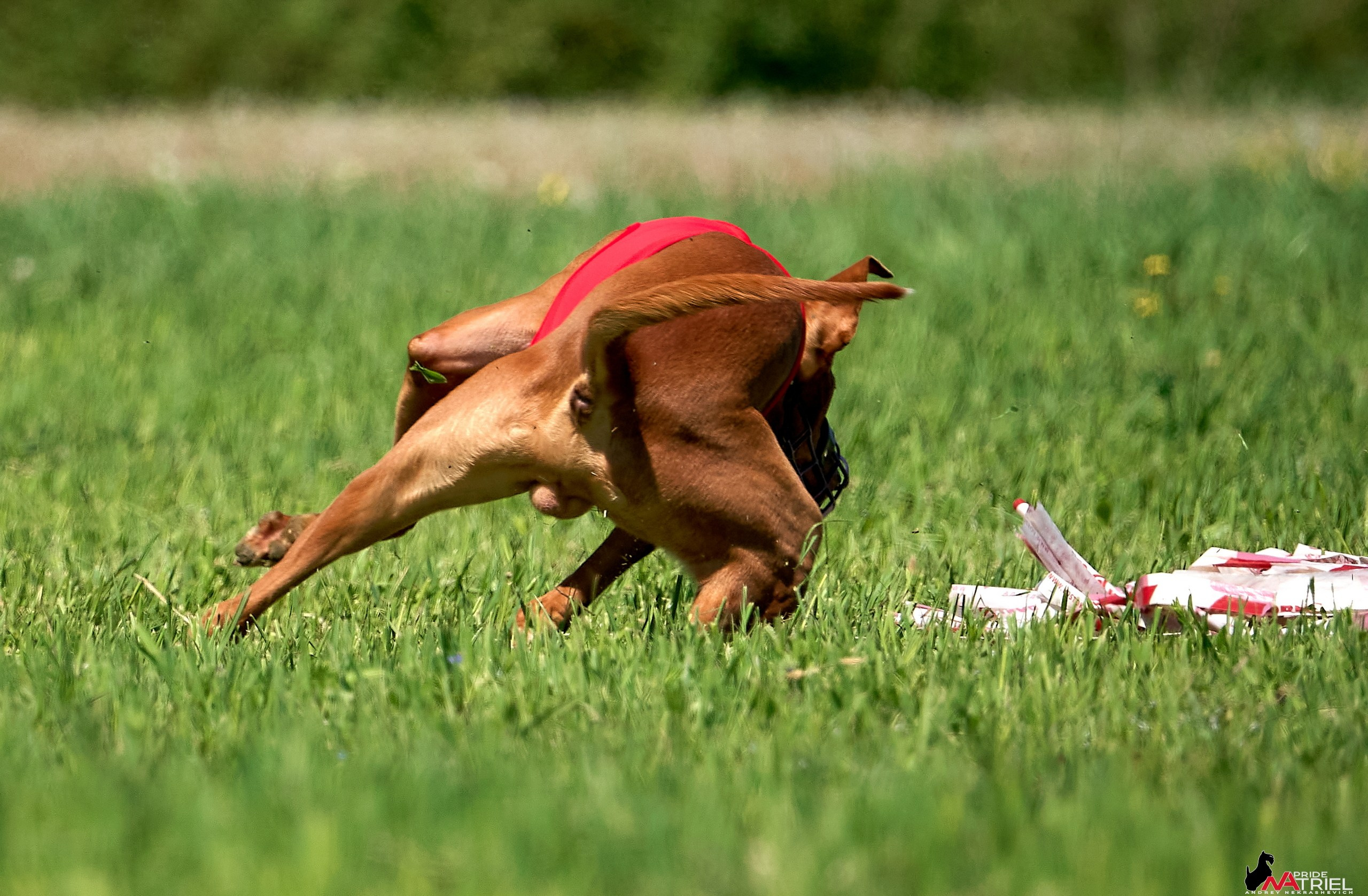 Съемка курсинг — галерея NATRIEL