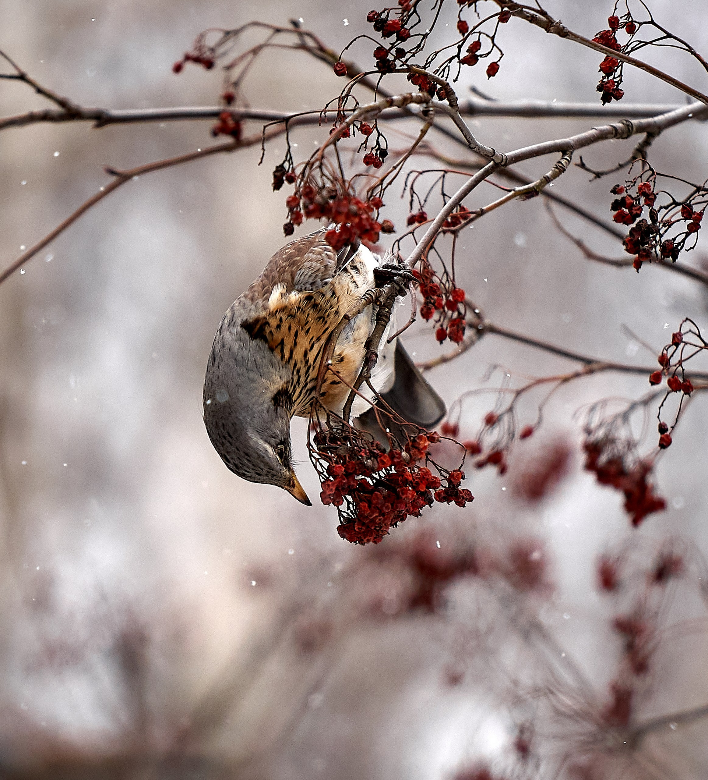Фото птиц — галерея NATRIEL