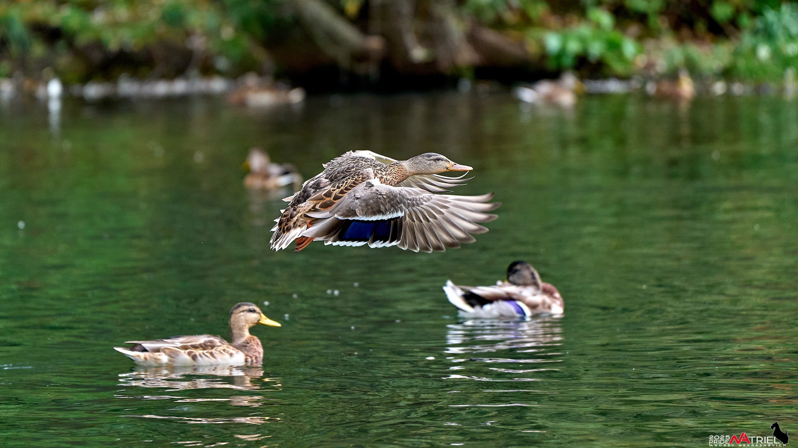 Утки на пруду