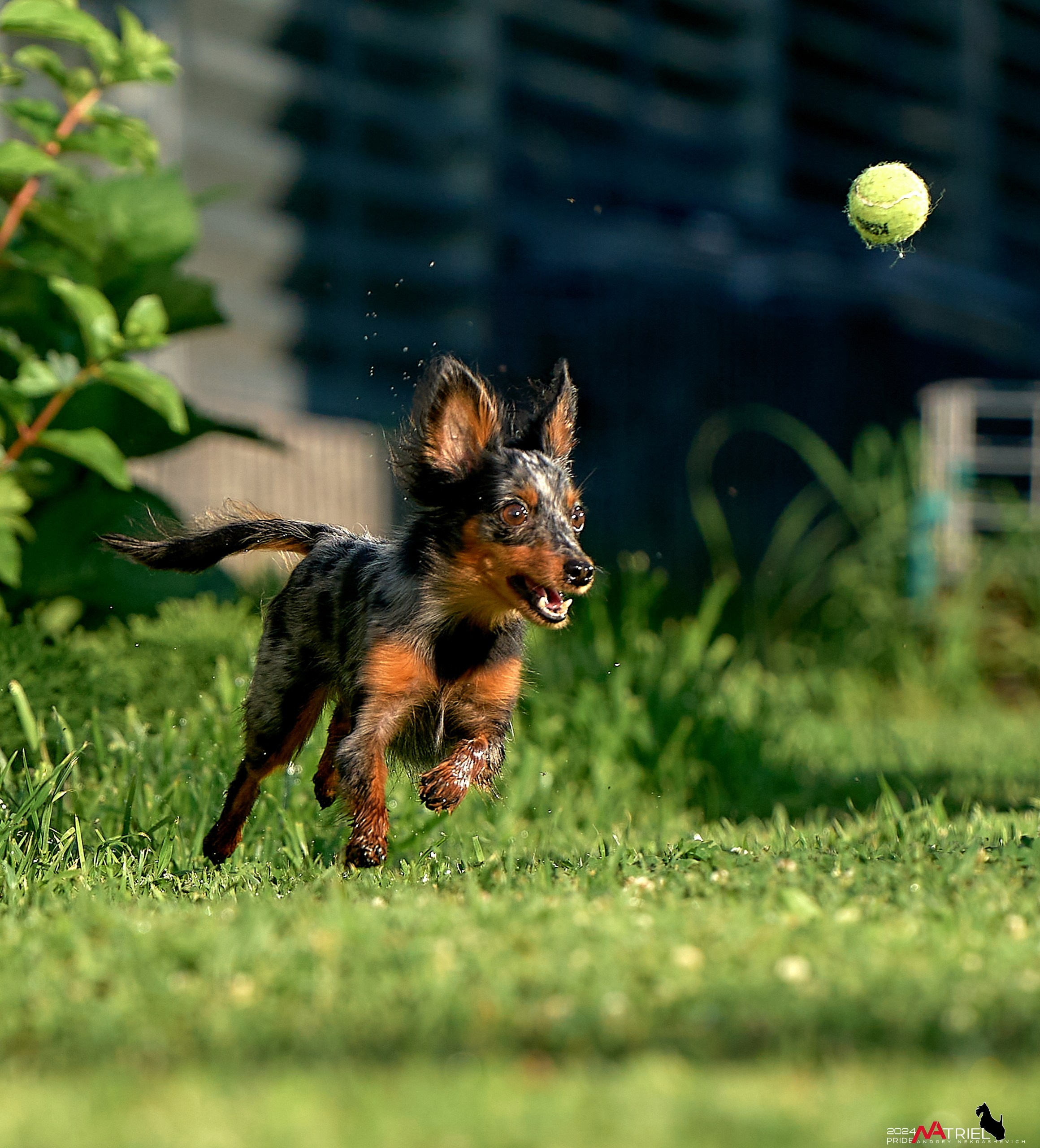 Фотопрогулка с крысариками
