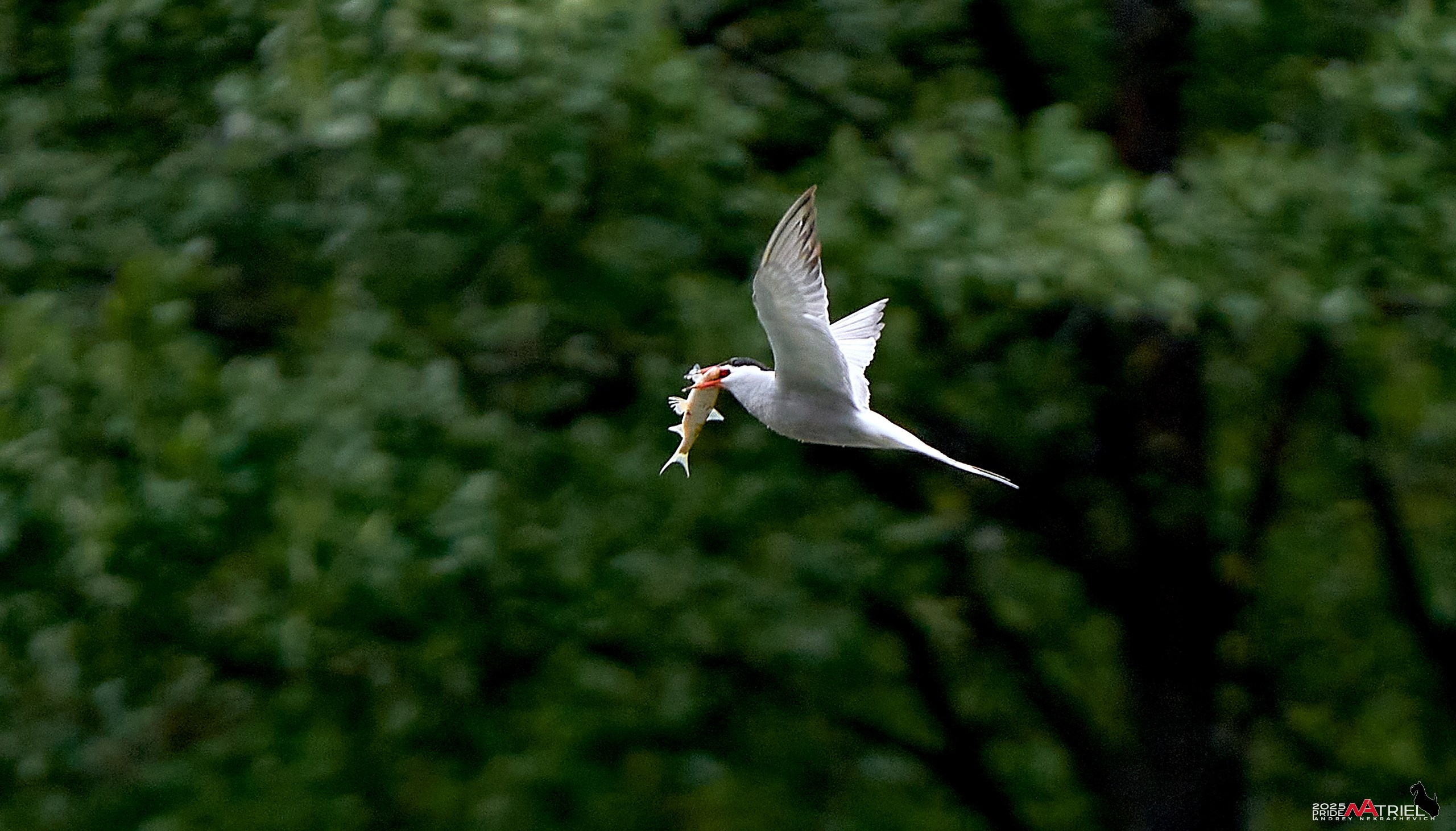 Съемка в парке на воде