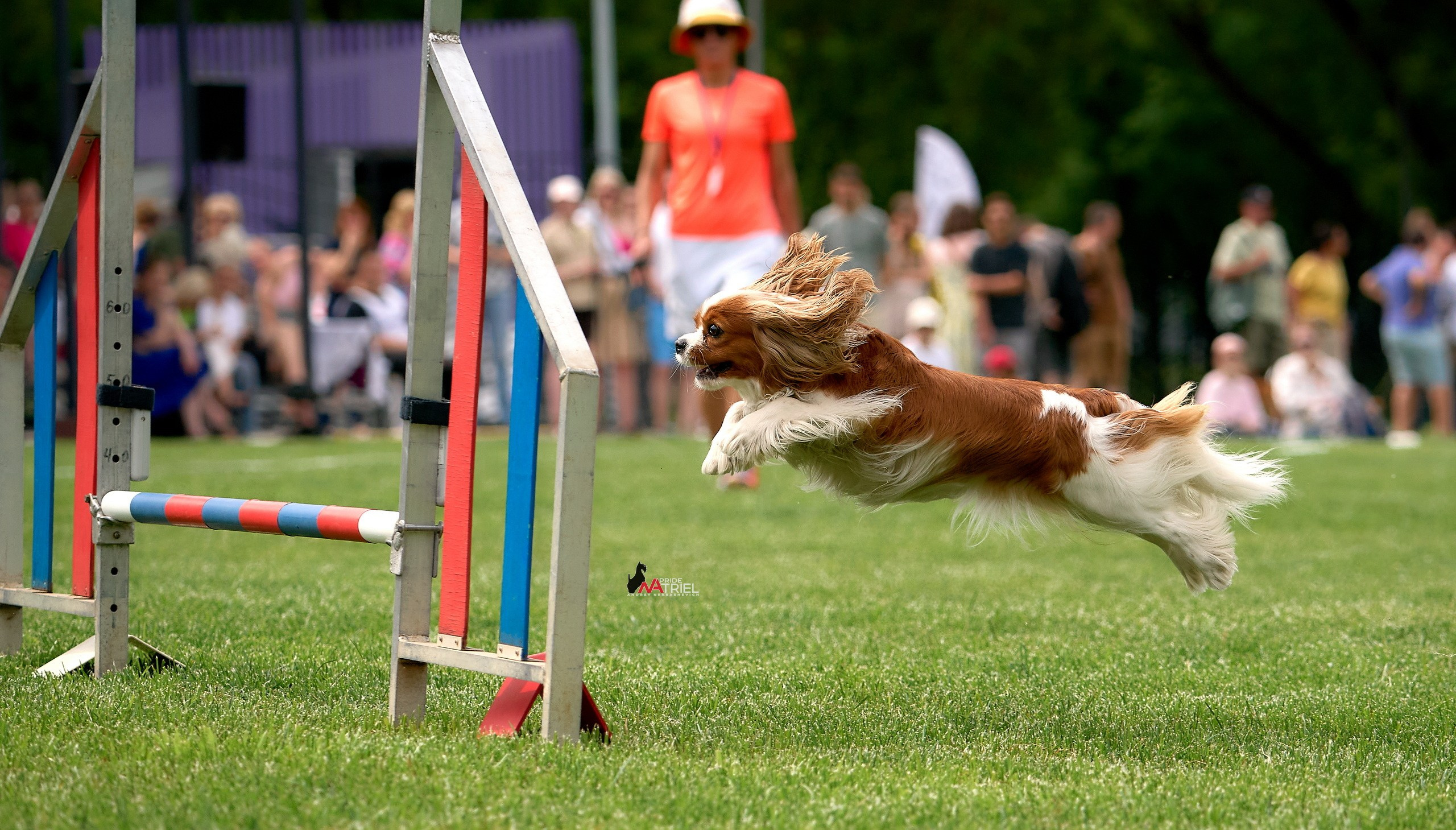 Аджилити — галерея NATRIEL