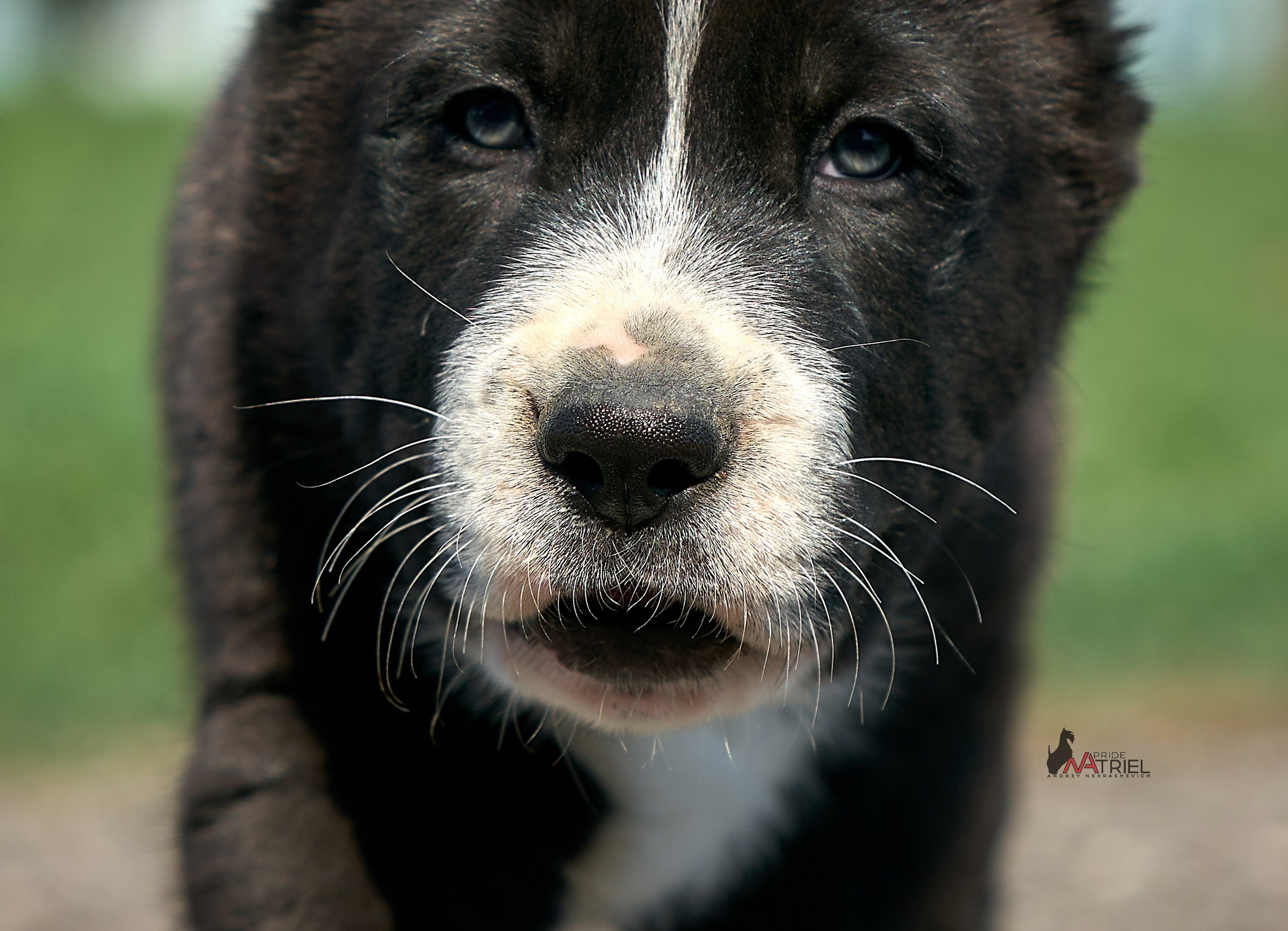 Среднеазиаты — щенки и взрослые