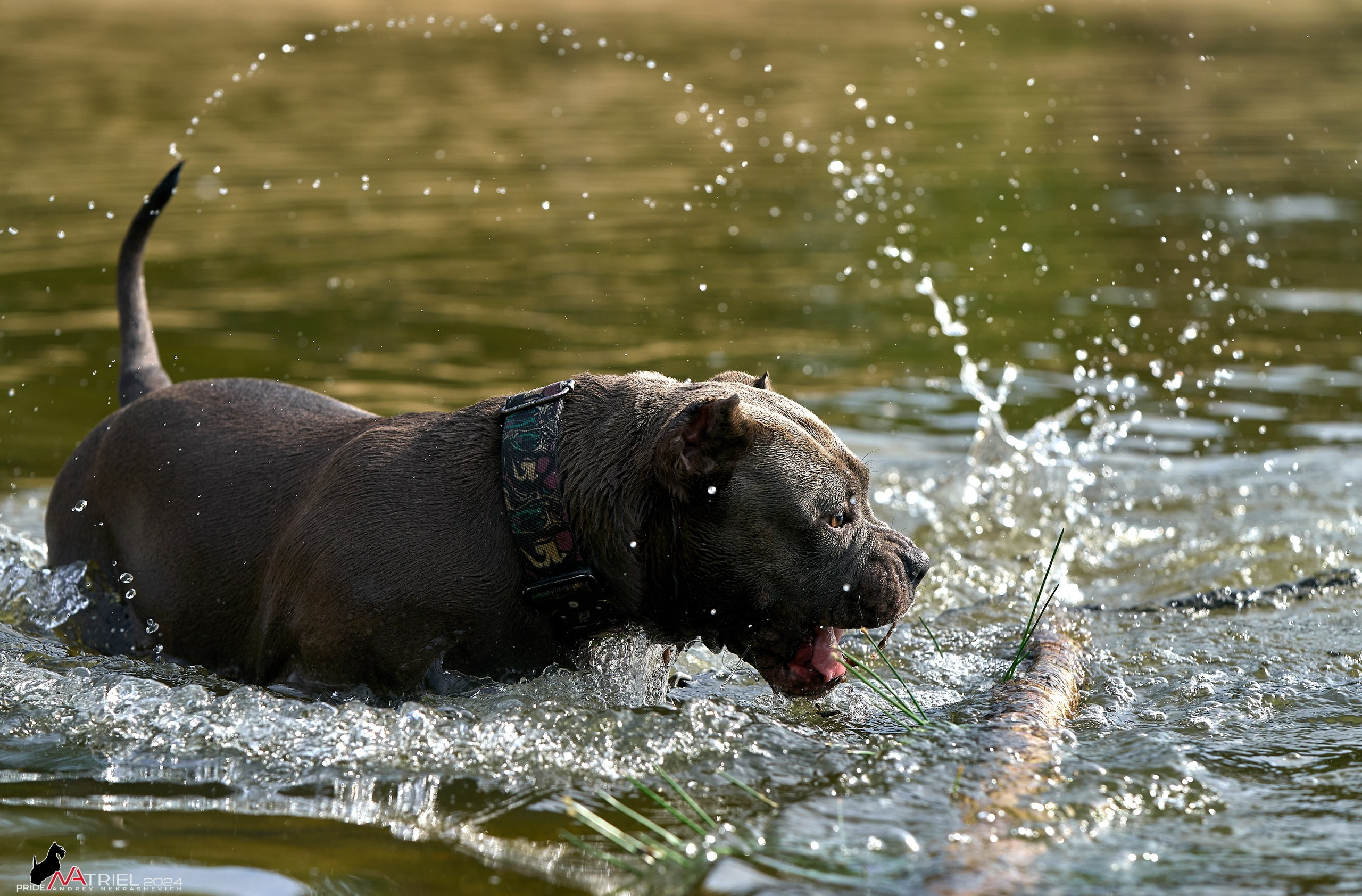 Фотопрогулка с булли