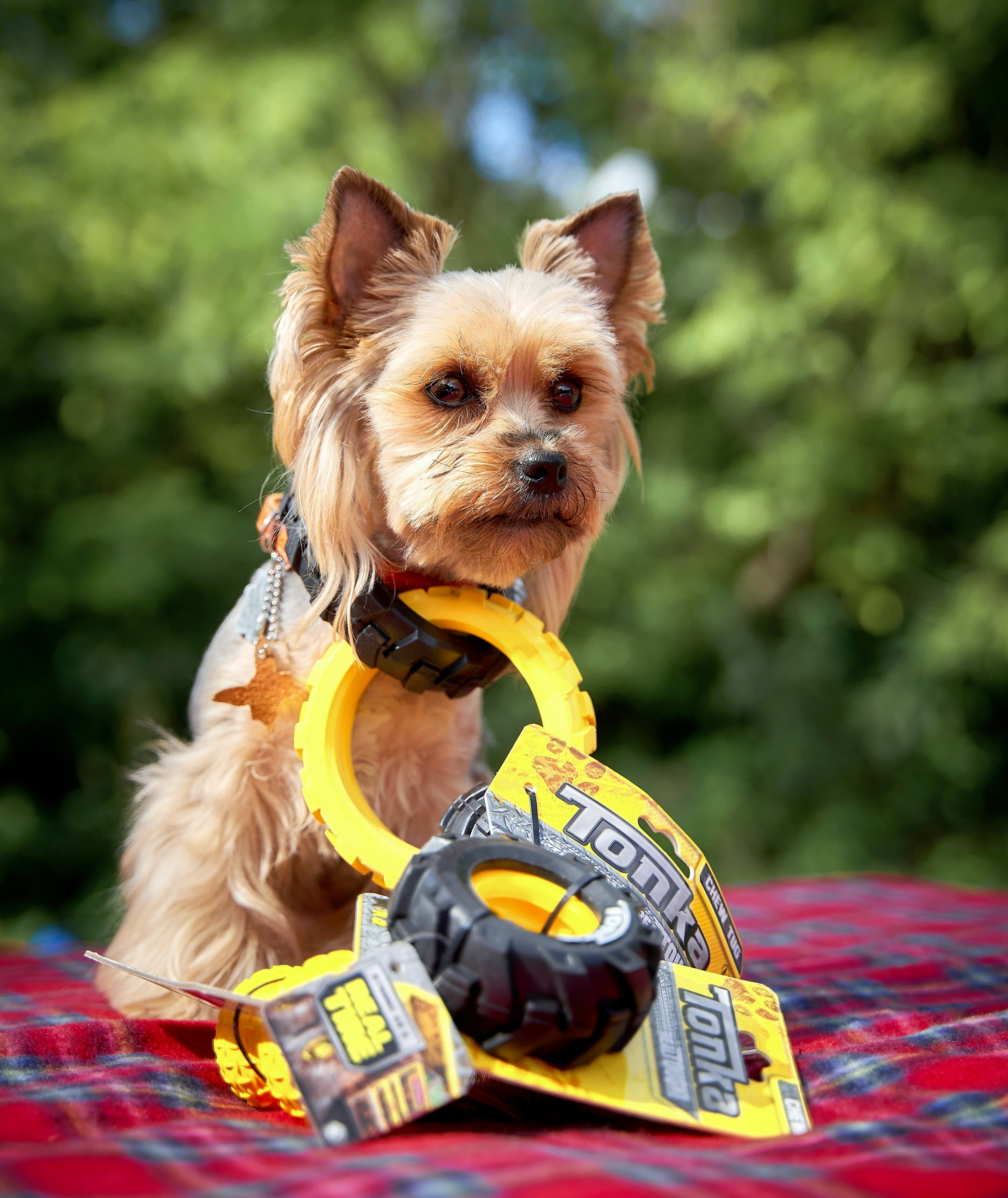 Реклама с животными — галерея NATRIEL