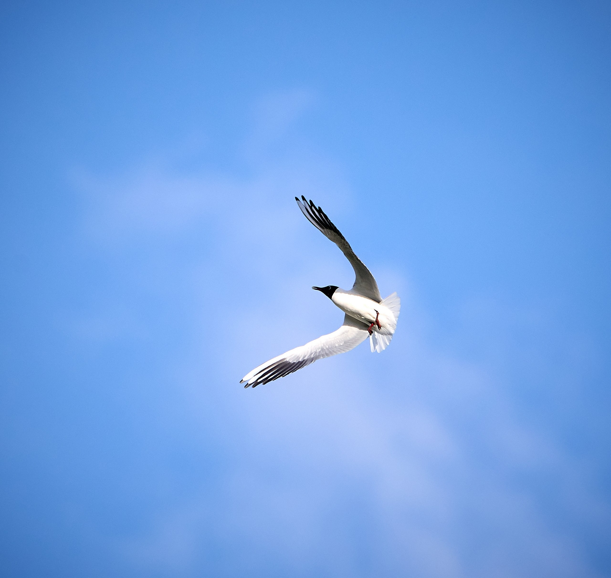 Фото птиц — галерея NATRIEL