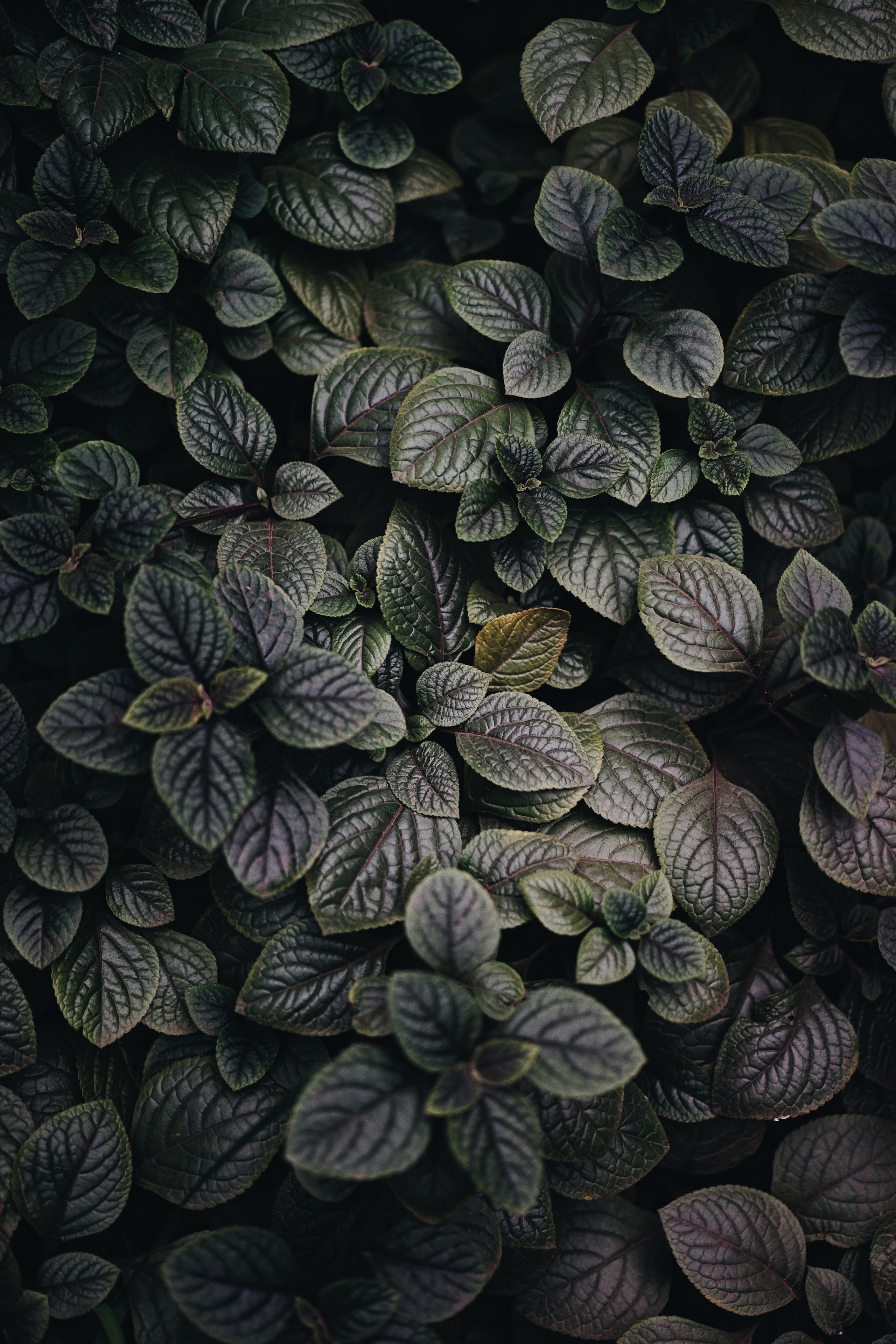 Nature. Ксения Копна. Фотограф из Санкт-Петербурга