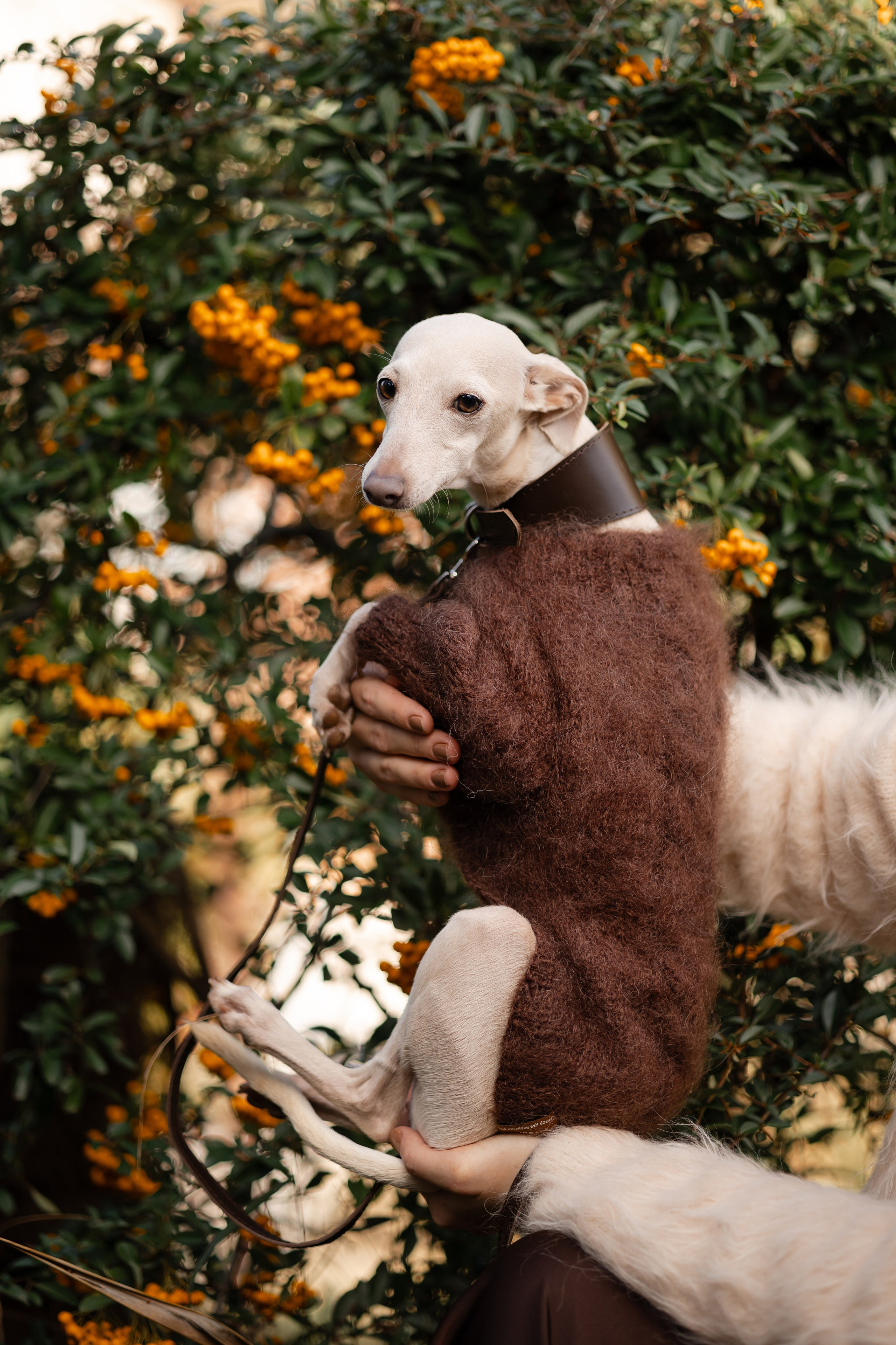 Одежда. Профессиональный питомник левреток РКФ/FCI ASTI SAPPHIRE 💎 Сочи|Санкт-Петербург