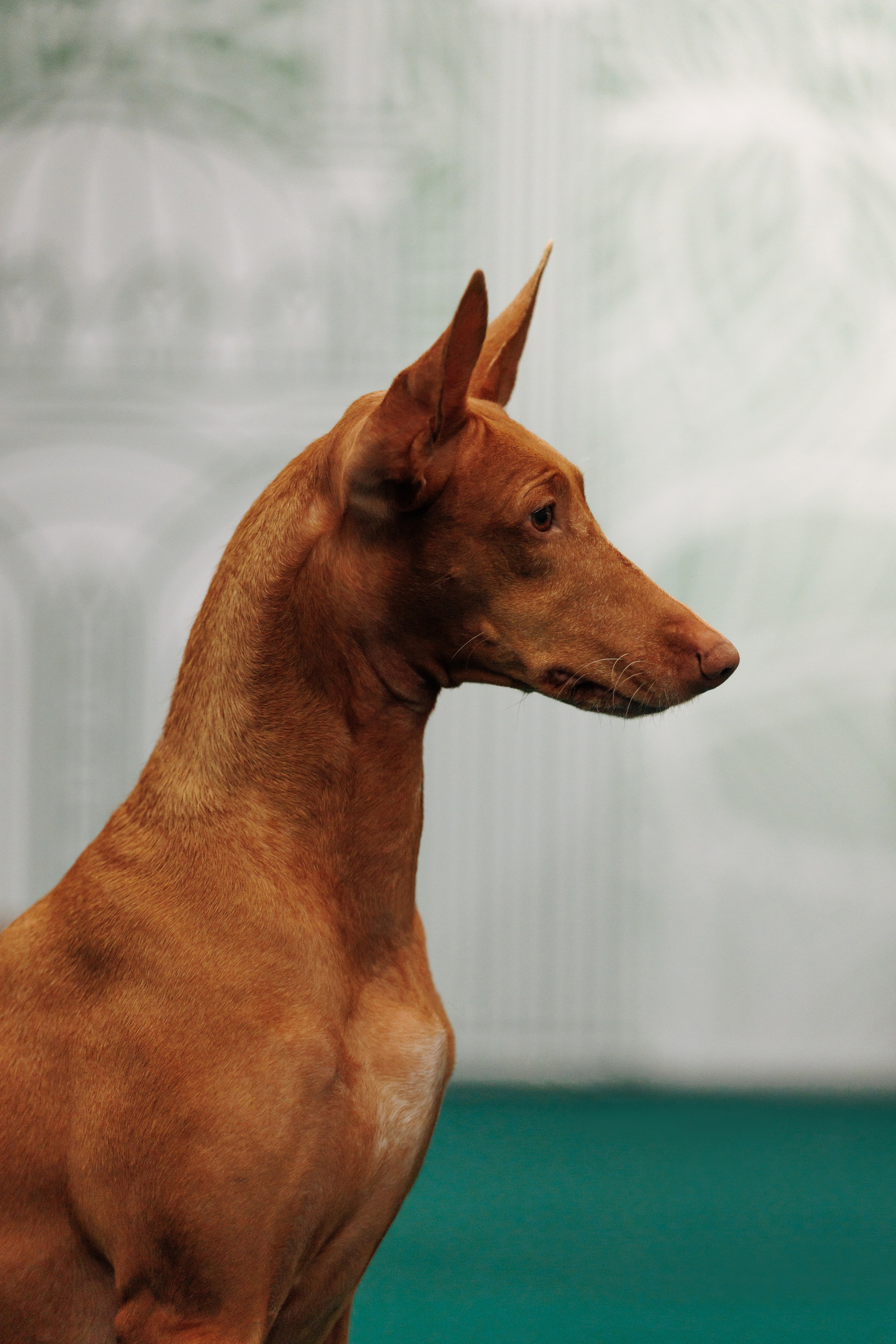 29-30.11.2025 — Казань «Зилант». Фотограф-анималист Саша Вязьмина