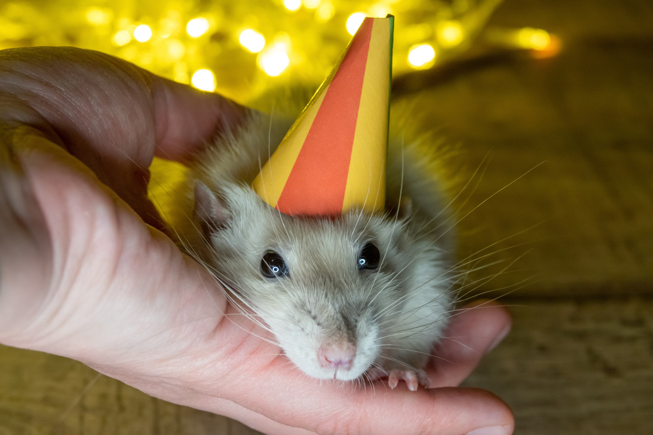 Крыса в колпаке в день рождения