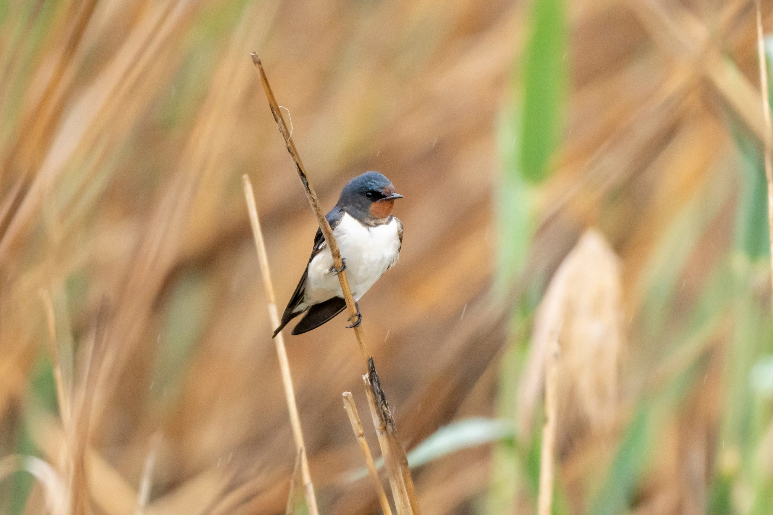 Дикая природа Дагестана. Май 2025 г. Foto-Zuev фотография как искусство