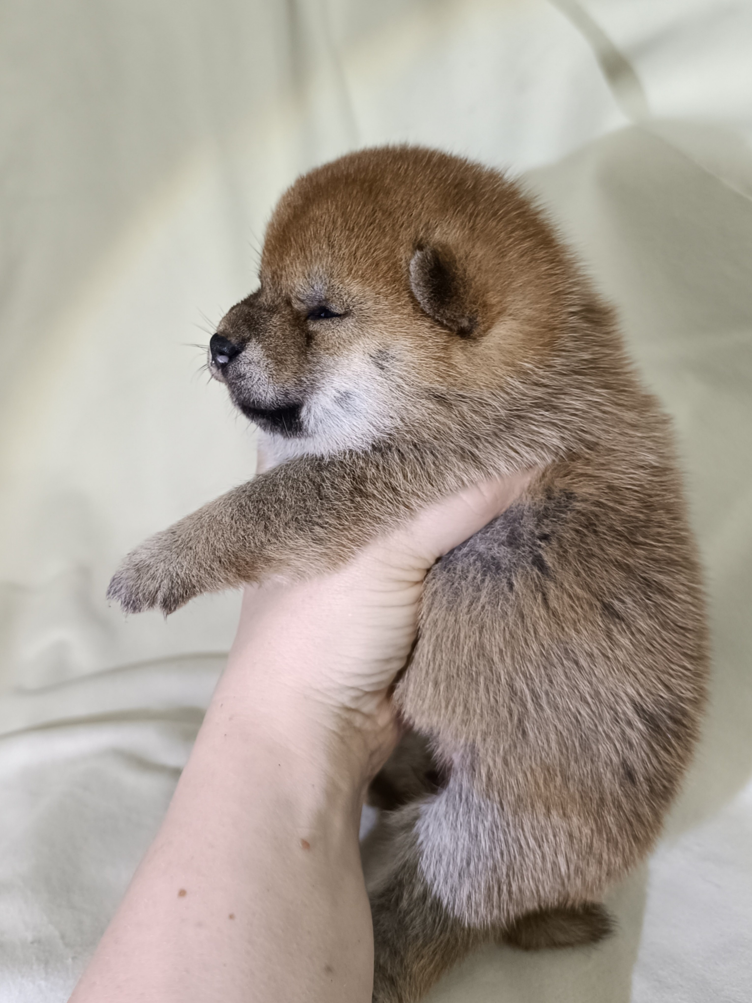 сиба питомник Рубилайт щенки на продажу rubylight  сиба щенки купить СПб Санкт-Петербург 