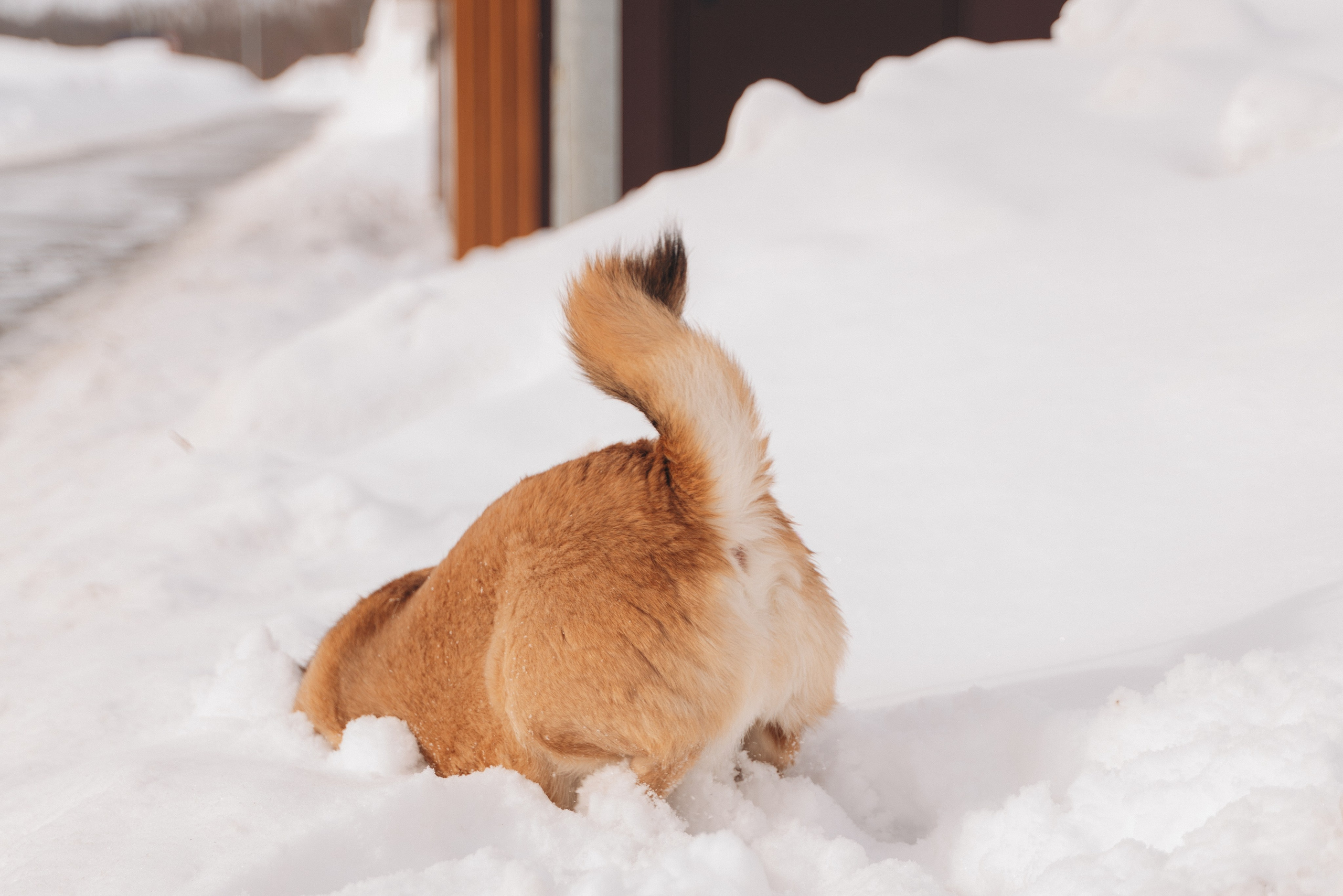 Февраль с Мартой 💞. FotoTanya. Раменское/Жуковский/Бронницы