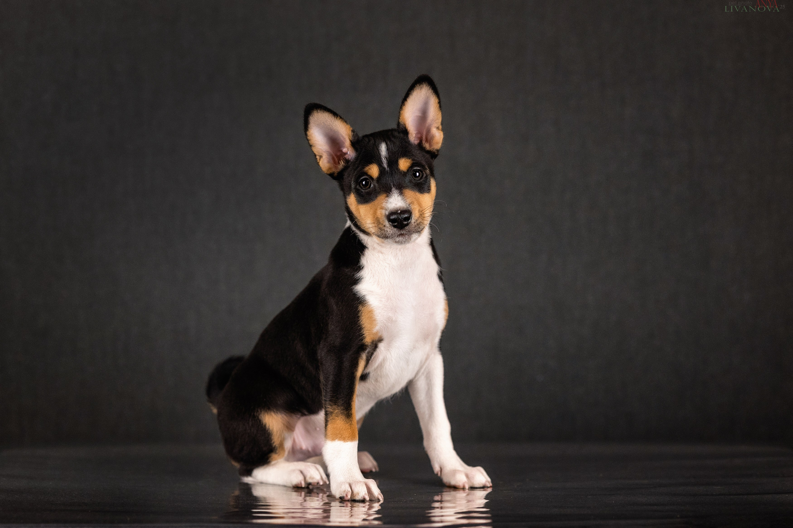 Басенджи. Фотограф анималист Аня Ливанова | Рыбинск