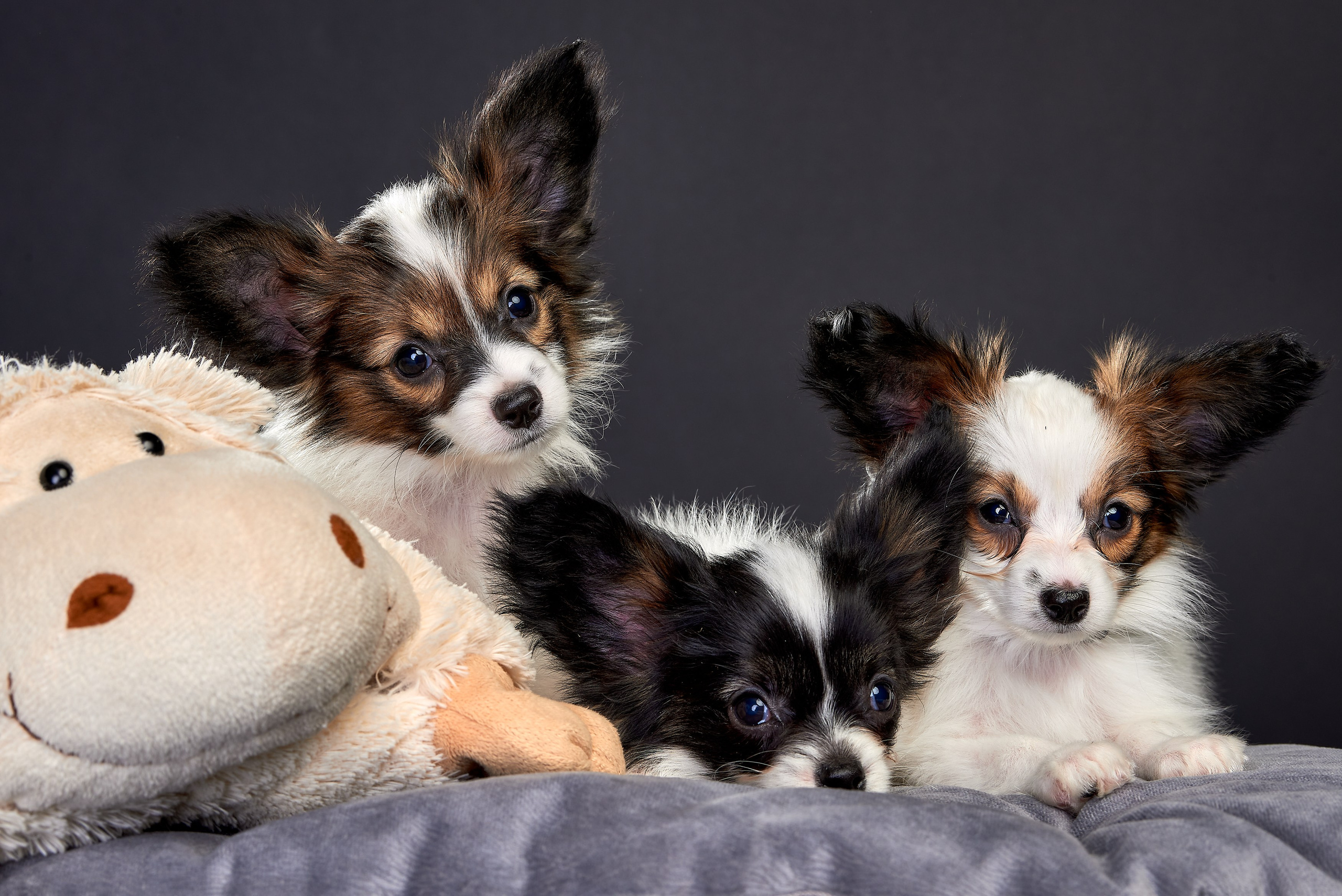 Фотосъемка животных