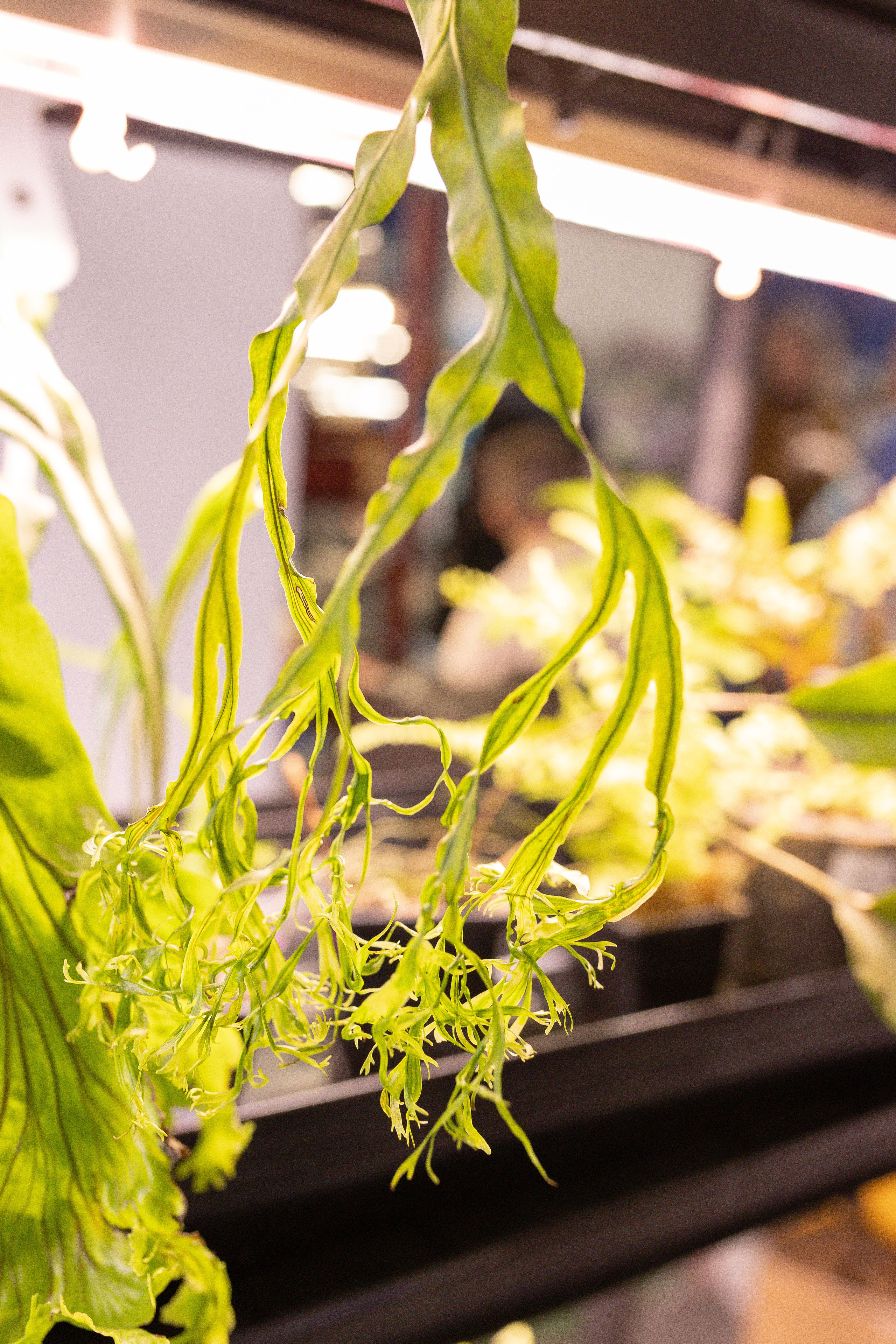 Орхидиум 12.2025. Александра Куликова фотограф, Москва