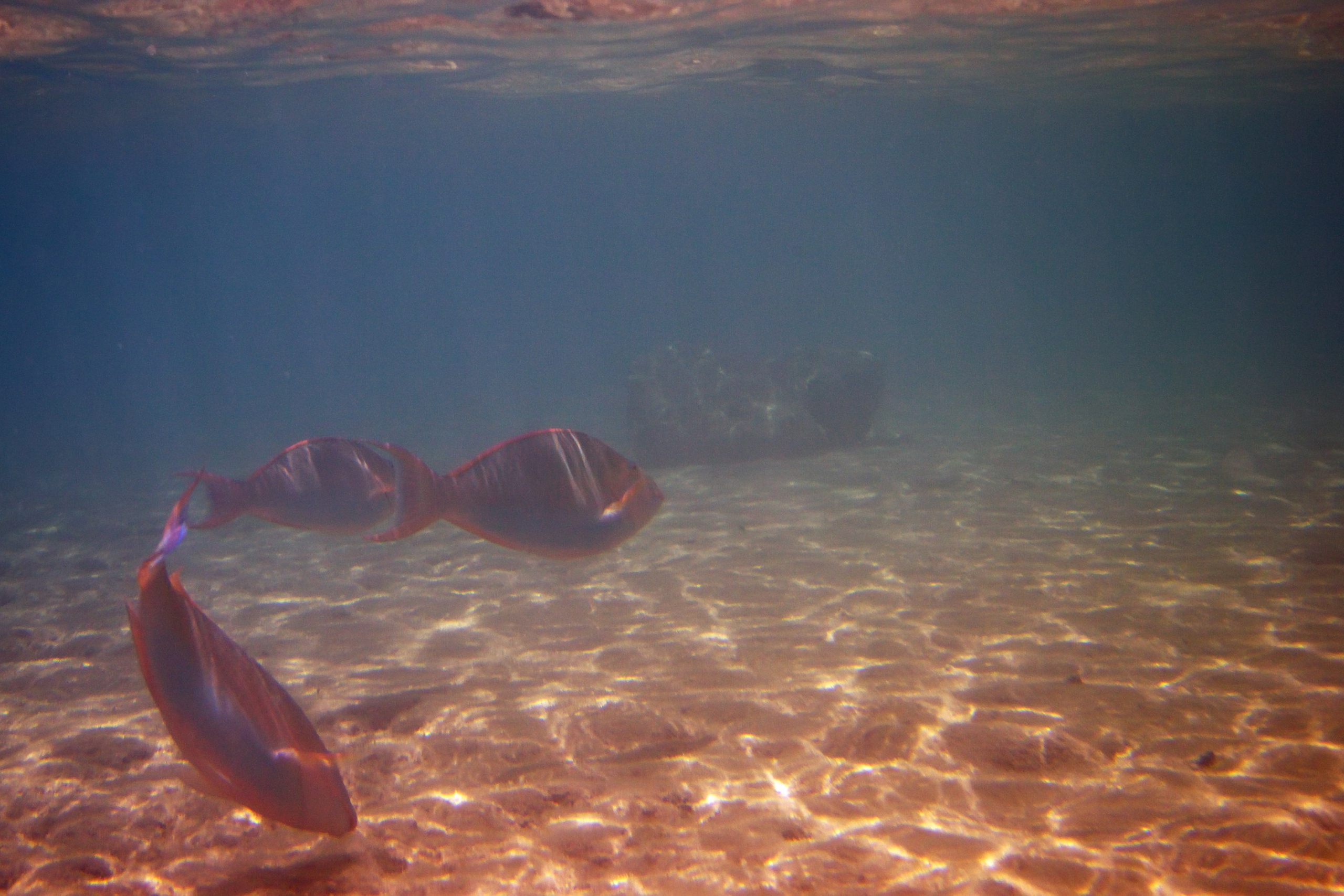 Под водой. Миша Печёнкин | фотография