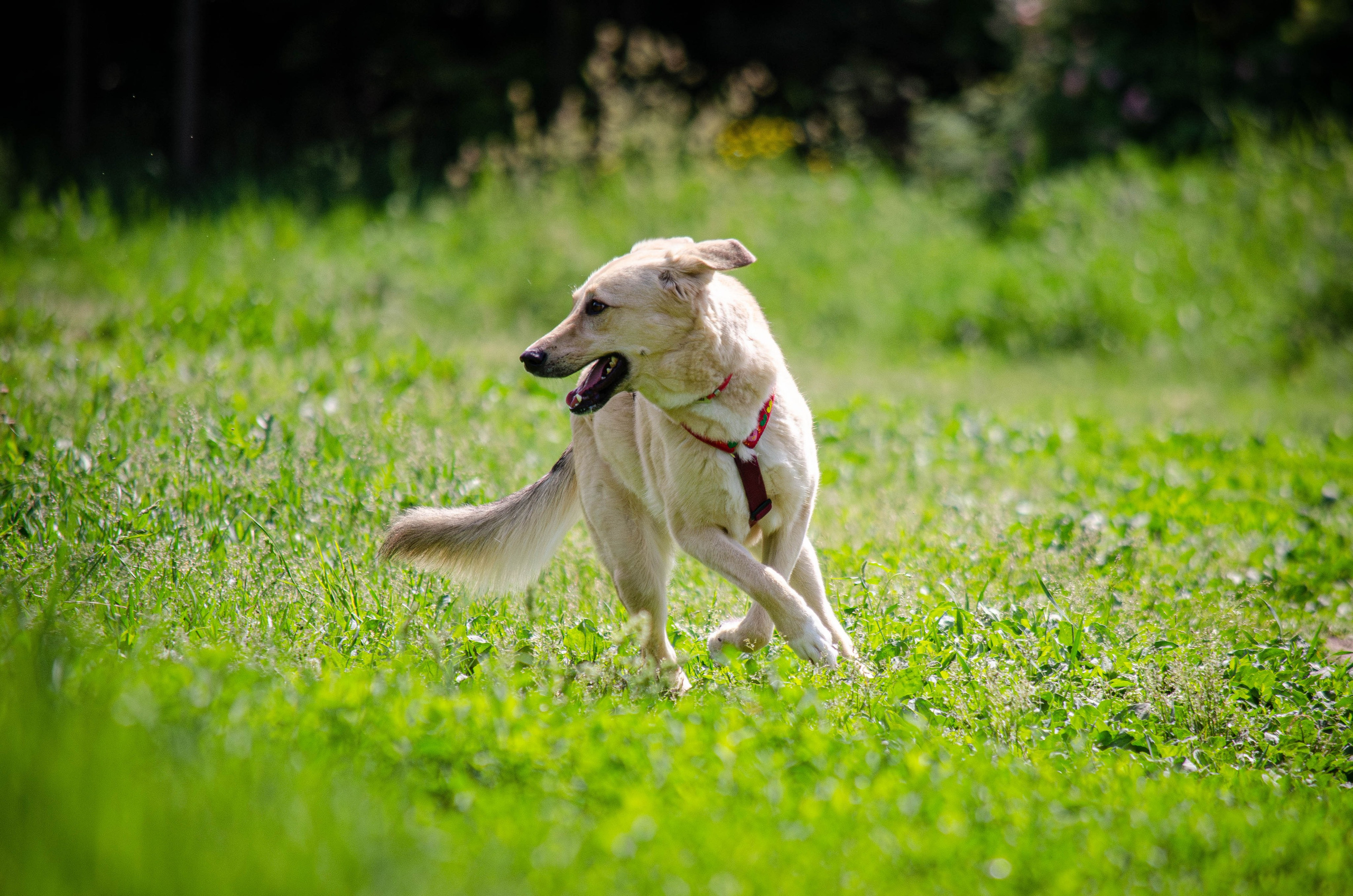 Мира и Барон. Фотограф Светлана Блинова, Москва и Московская область