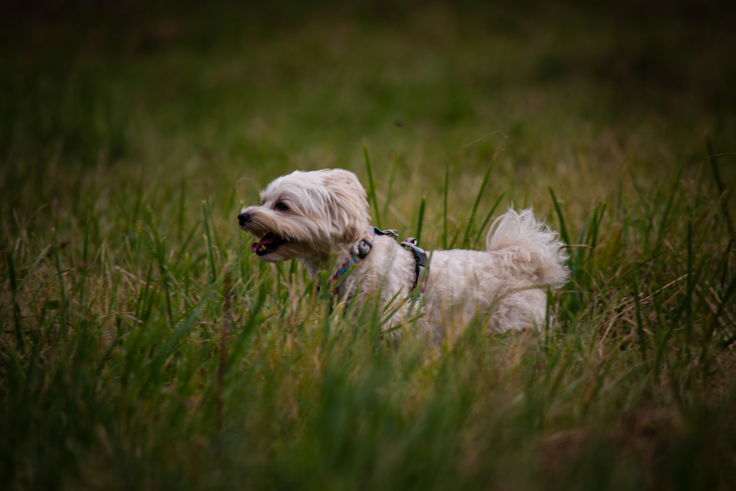 Прогулка в парке Митино. Фотограф Светлана Блинова, Москва и Московская область