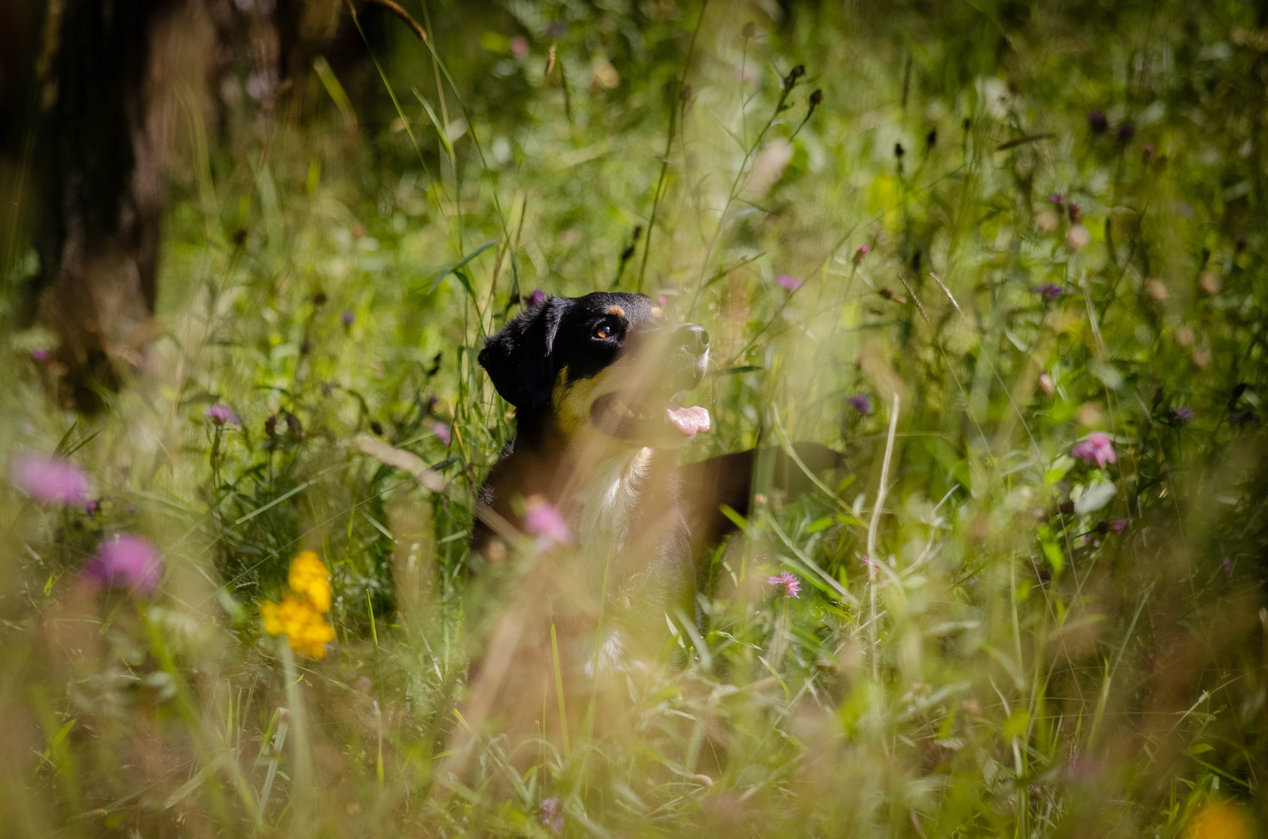 Том и Тося. Фотограф Светлана Блинова, Москва и Московская область