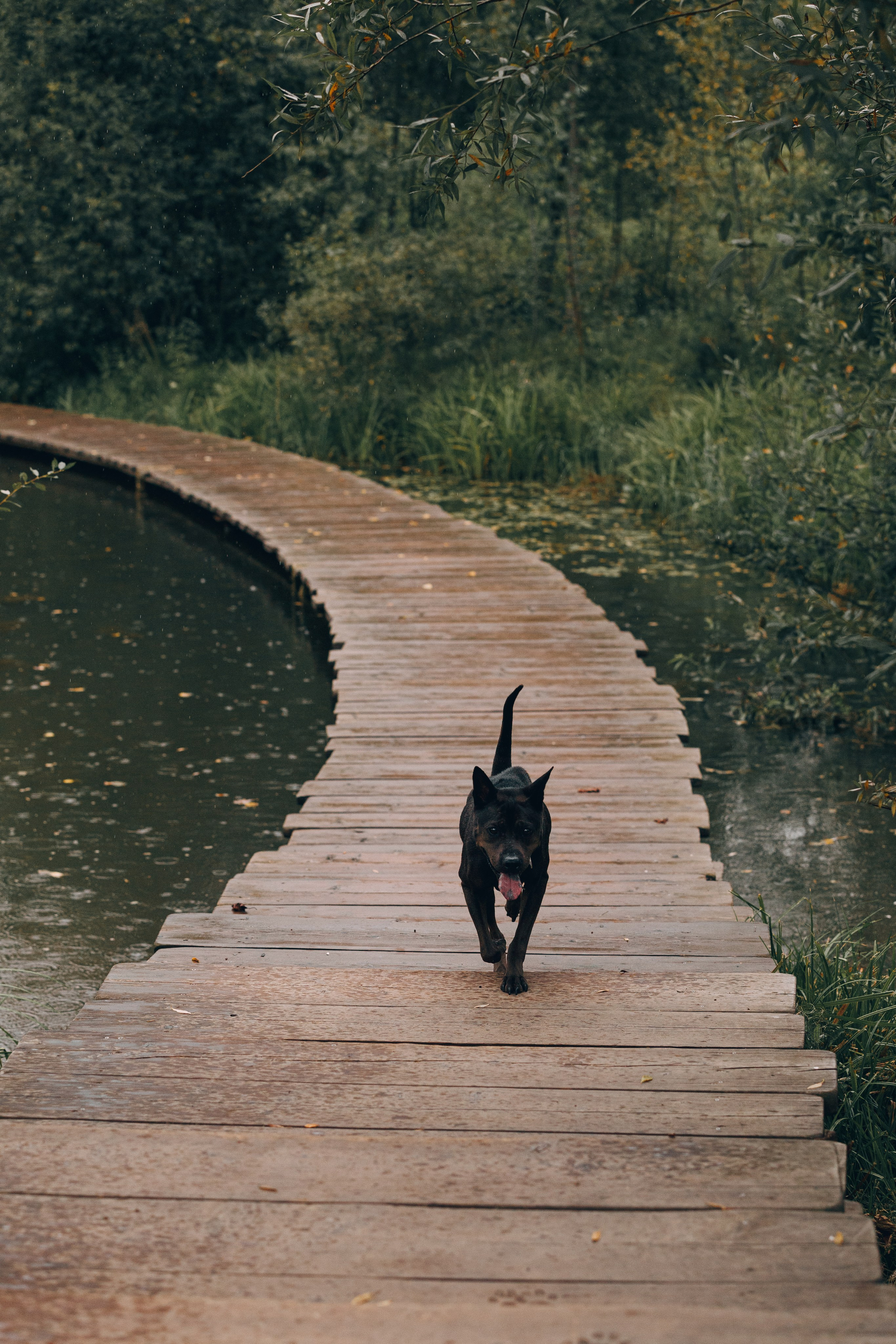 Рэкс, Лена и Вова в Мещерском. Фотограф анималист Кристина Карпова, Москва