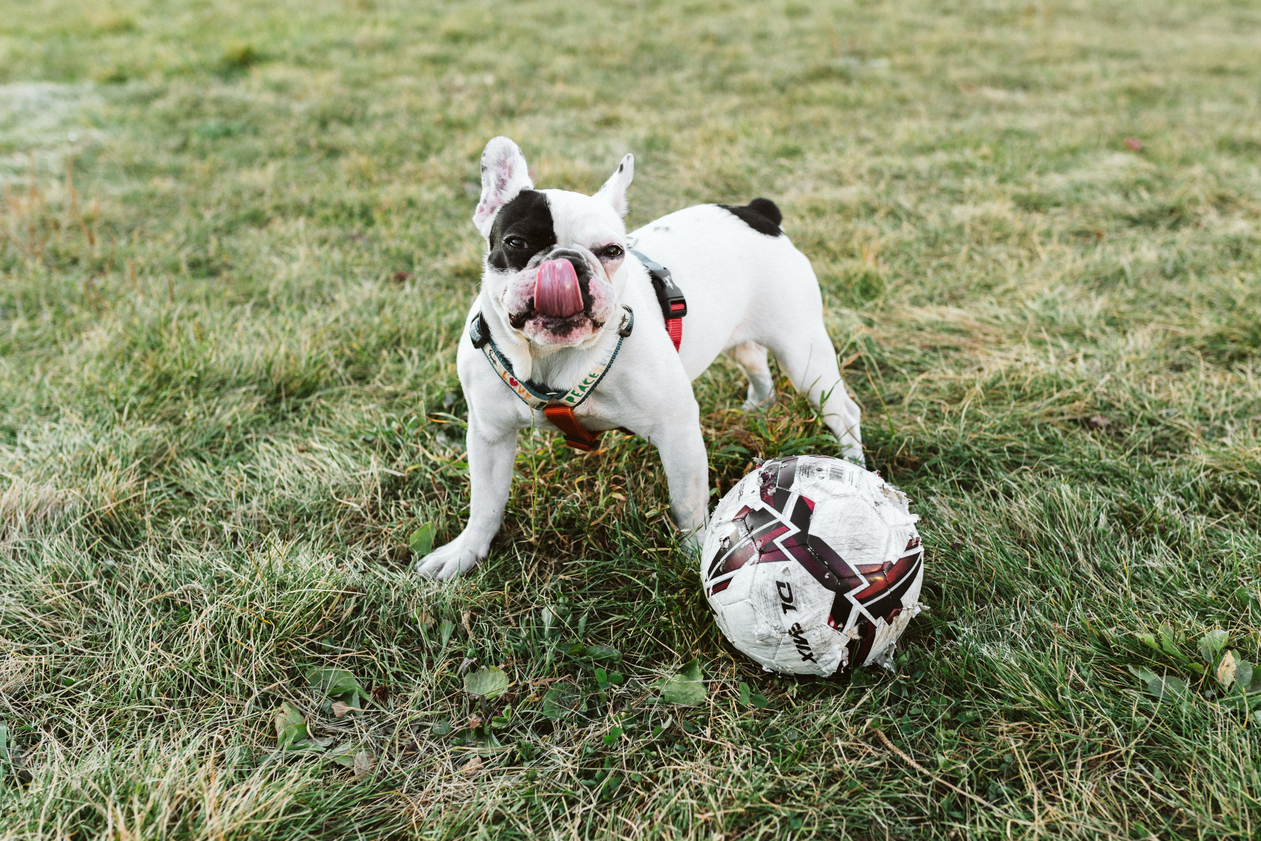 Инна и Белль. Фотограф анималист в Москве Ольга Агушева