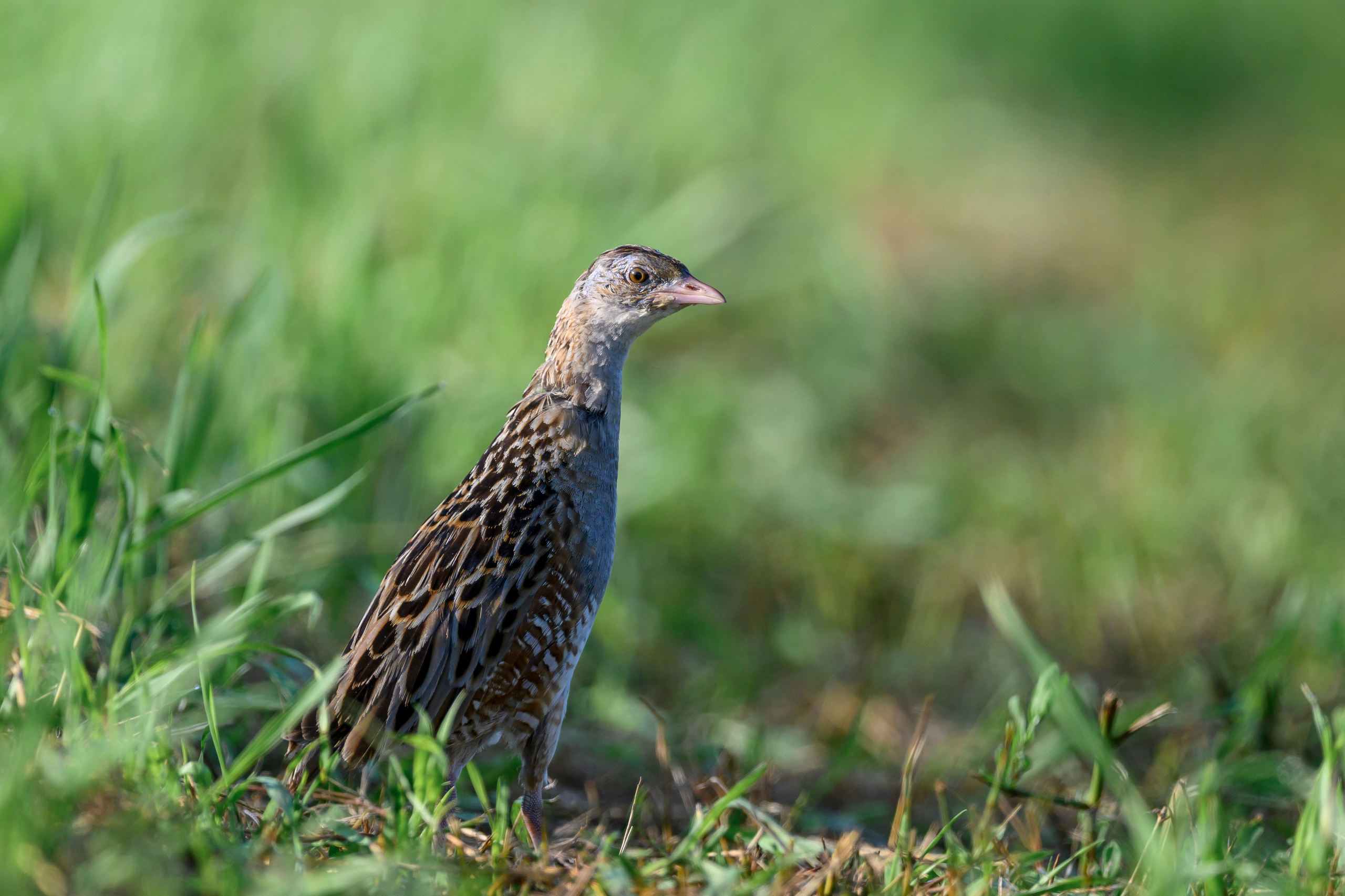 Перепела и коростель. Фотограф Сергей Пупонин