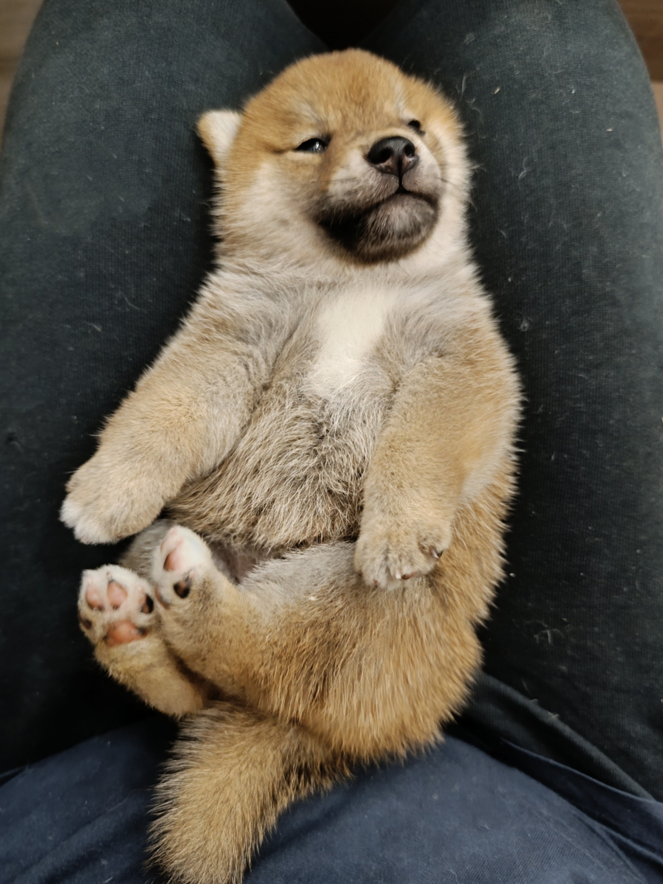 сиба питомник Рубилайт щенки на продажу rubylight  сиба щенки купить СПб Санкт-Петербург 