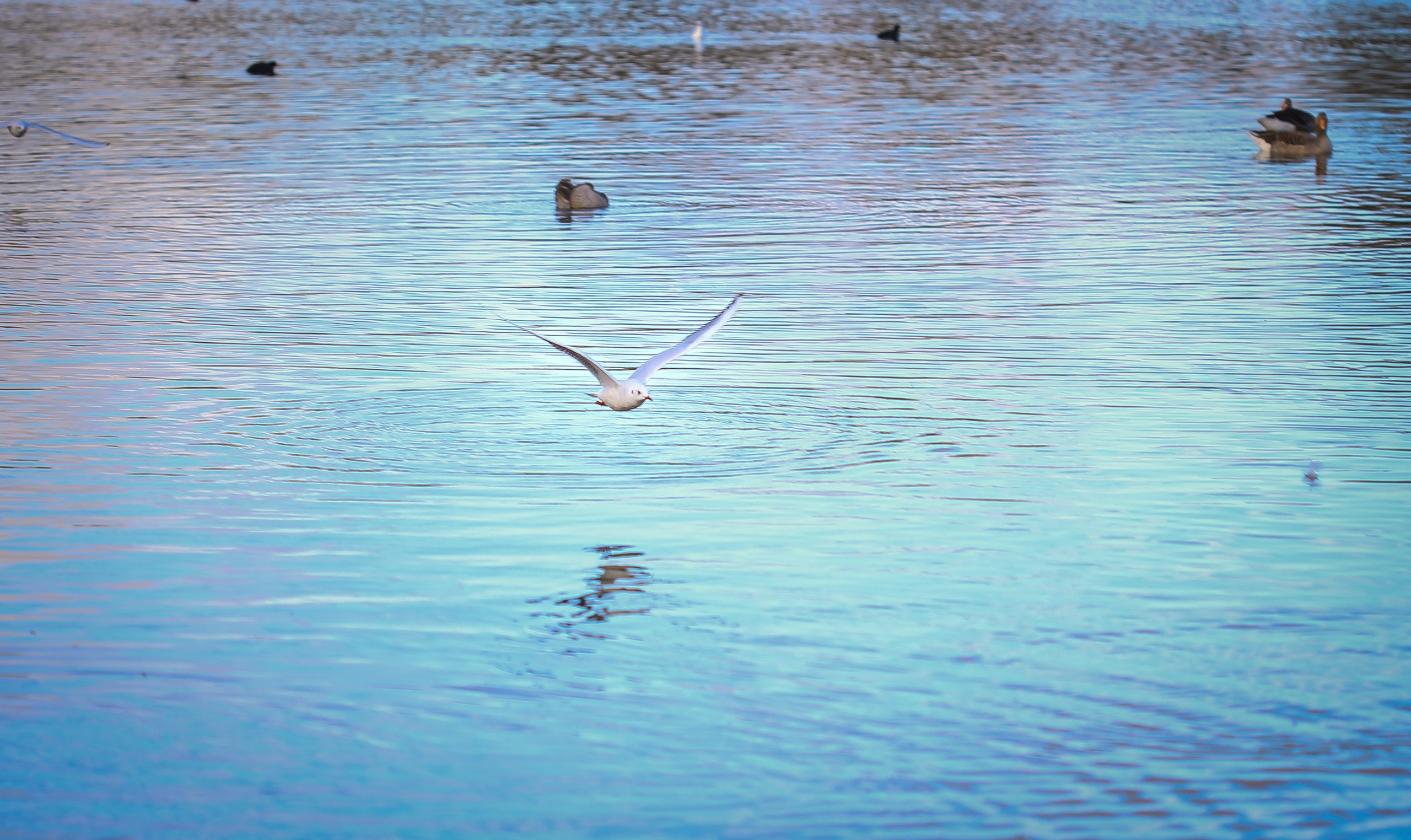 Англия: Лондон цветущий. Дарья Письменюк / Darya Leitstern — фотограф, музыкант, журналист, путешественник