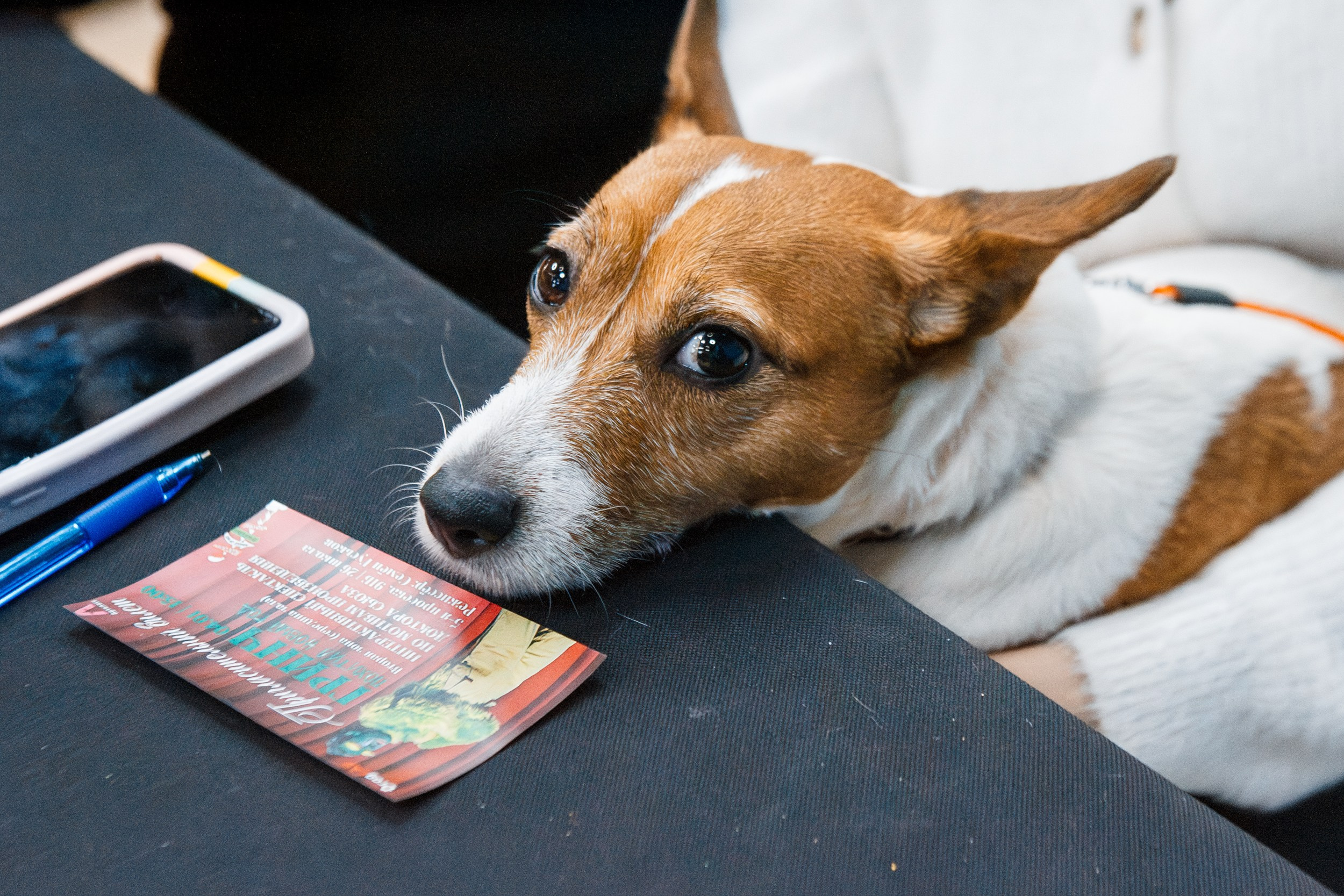 Dog-friendly киновечер от ФлагманВет. Ksenia de Rossi | Съемка в Самаре