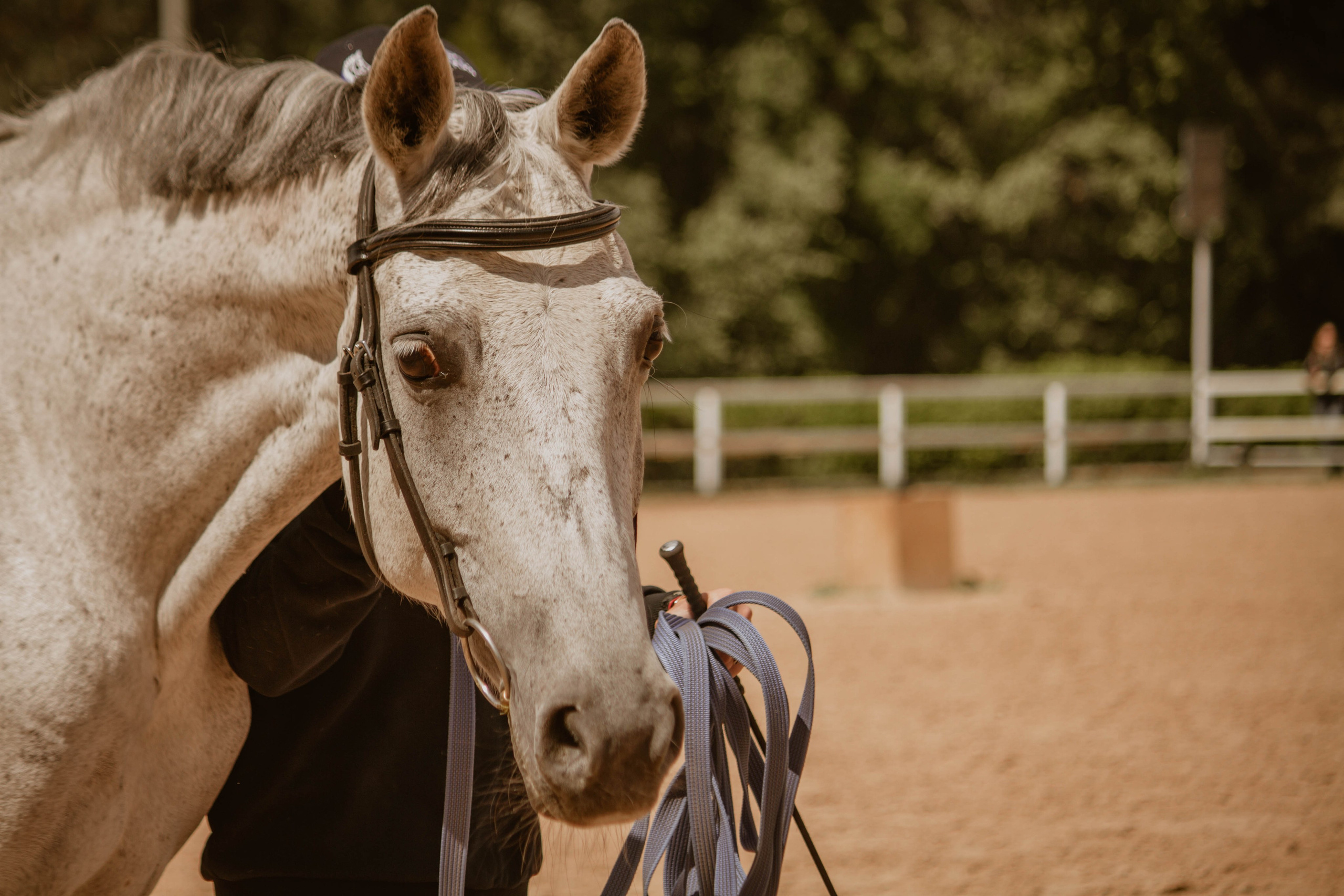 ИППОСФЕРА — Международная конная выставка. Создадим шедевр? Виталина и её фотоискусство