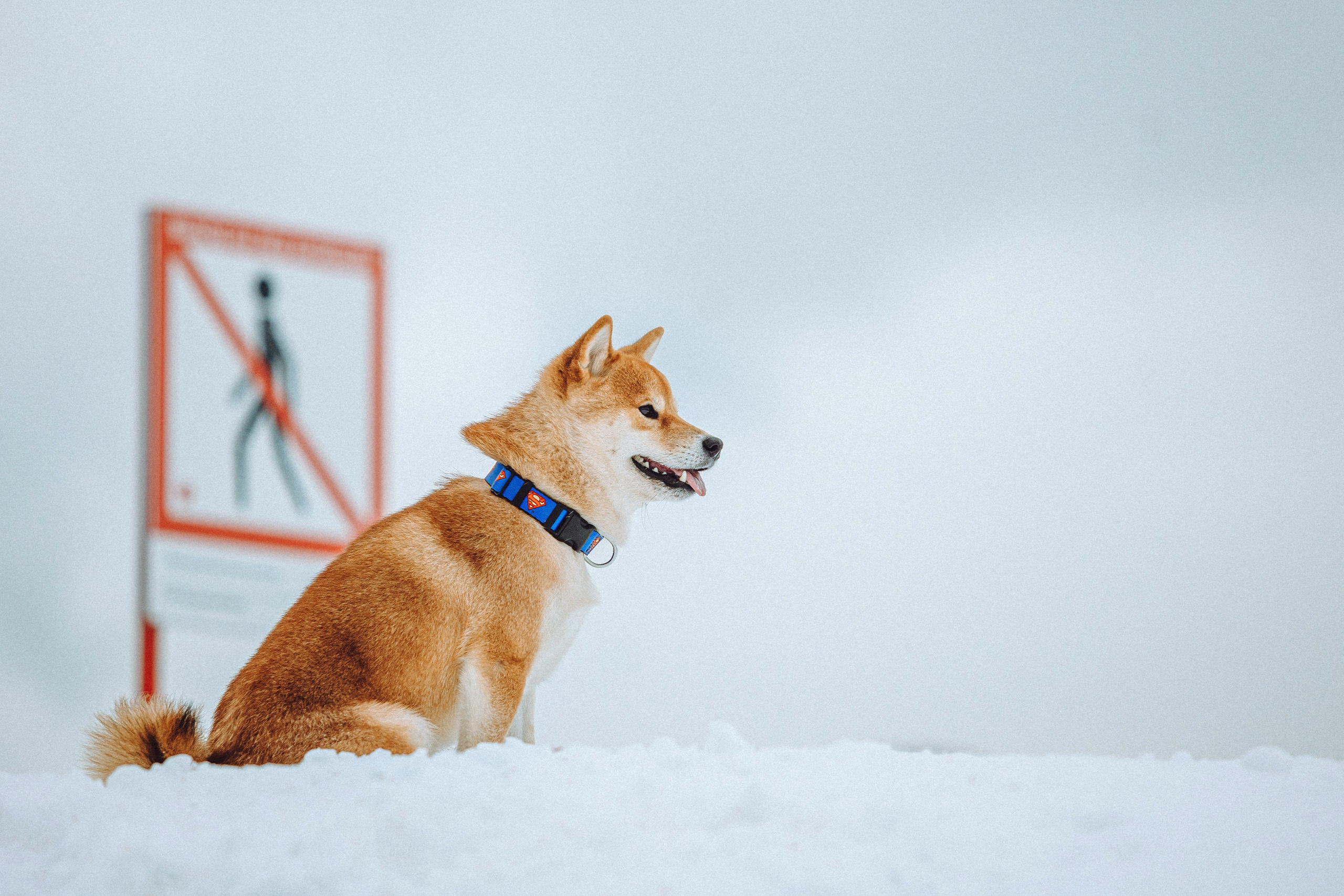 Настя и Ронин