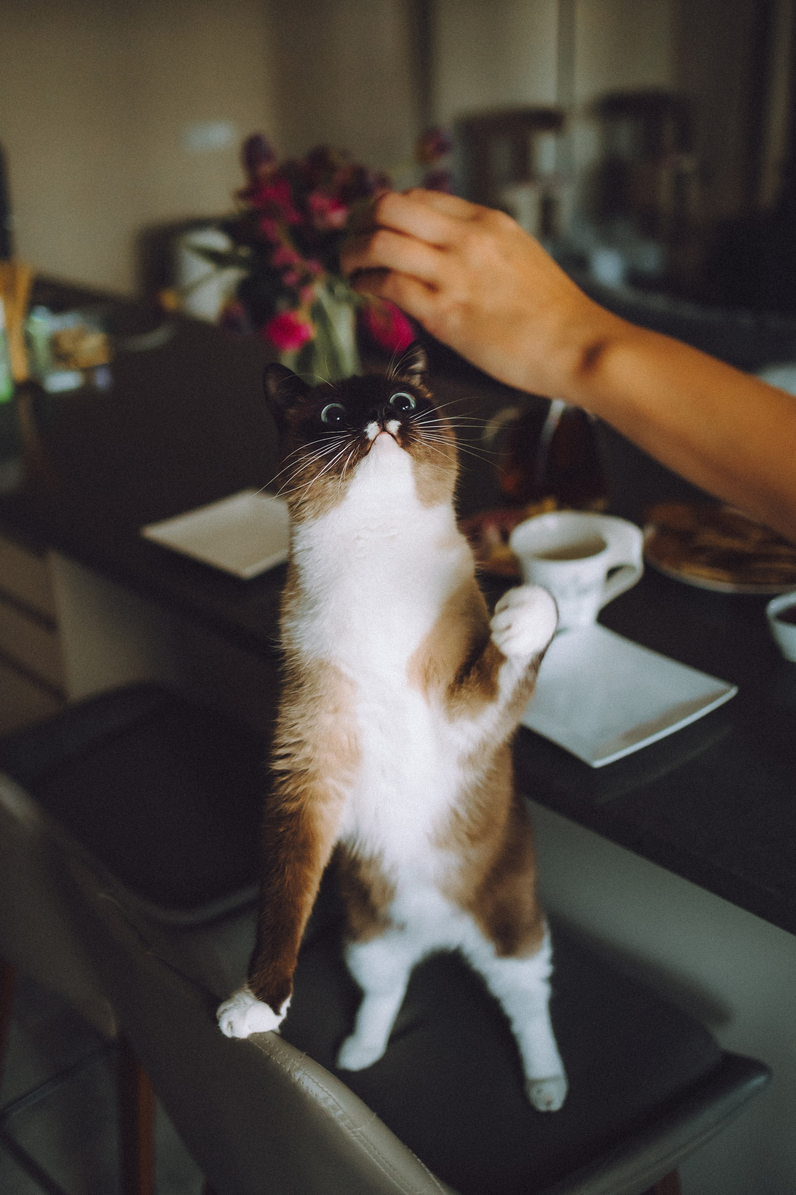 Наташа, Маруся и Зефир