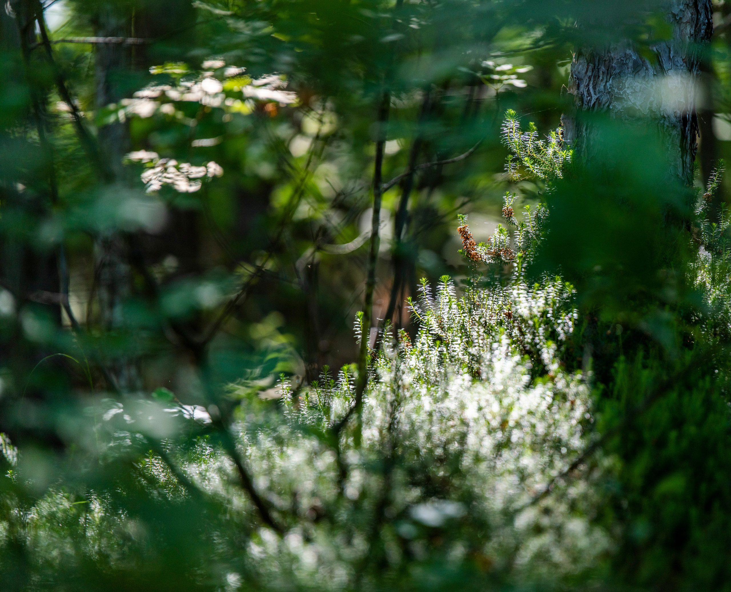 Столови. Сербия. Фотограф в Москве. Шахабудин