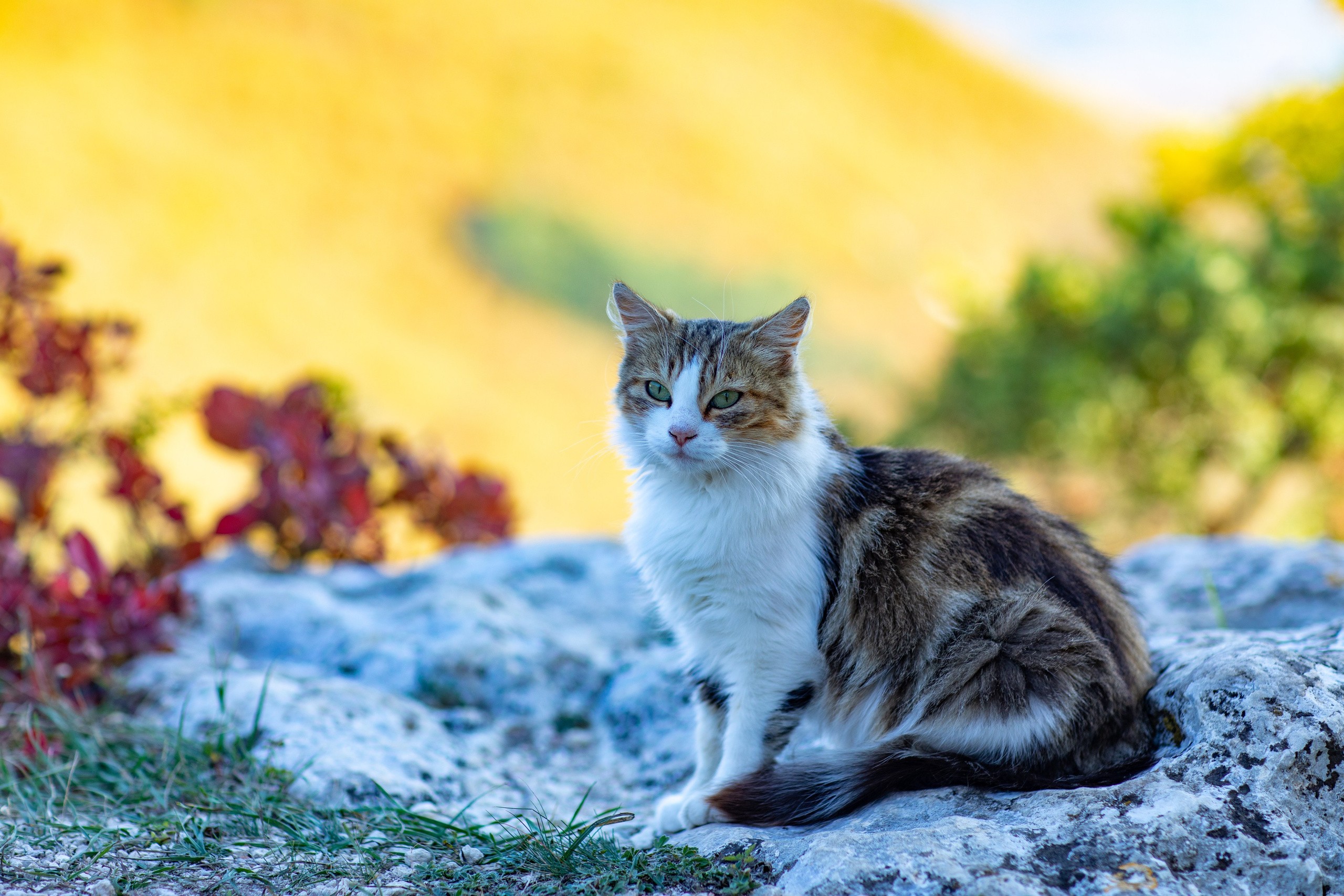 Фотограф Севастополь/Крым Светлана Евтушенко