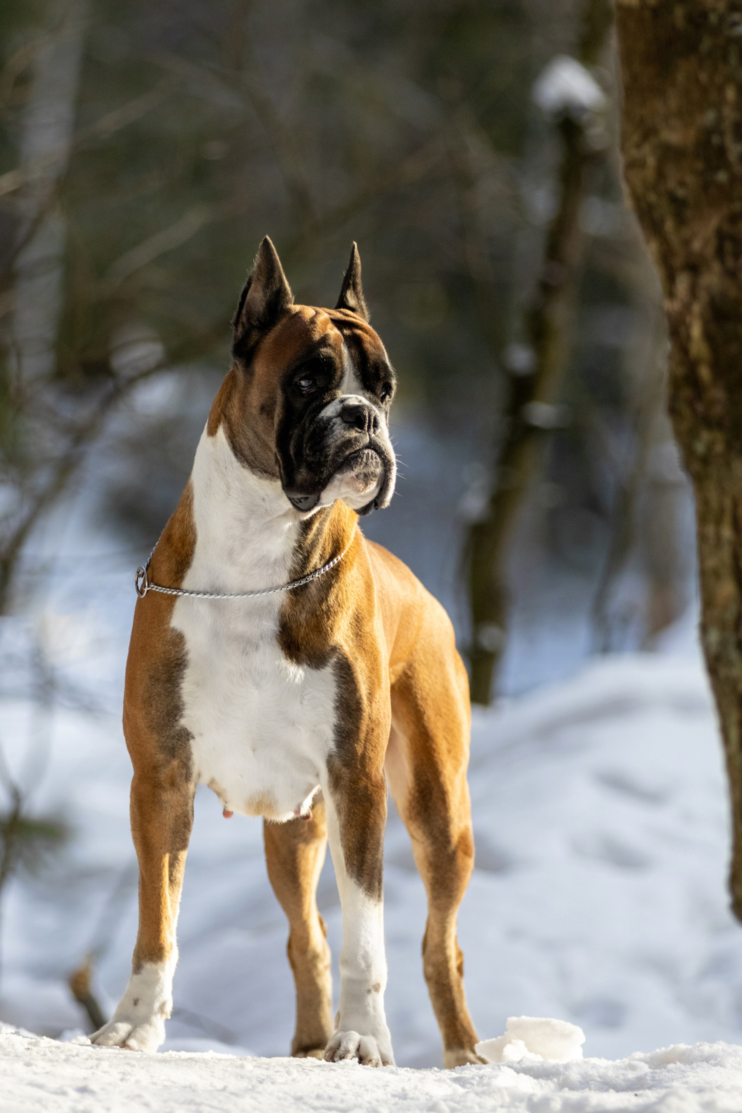 Прогулки. Фотограф — анималист в Москве и области Ольга Петракова