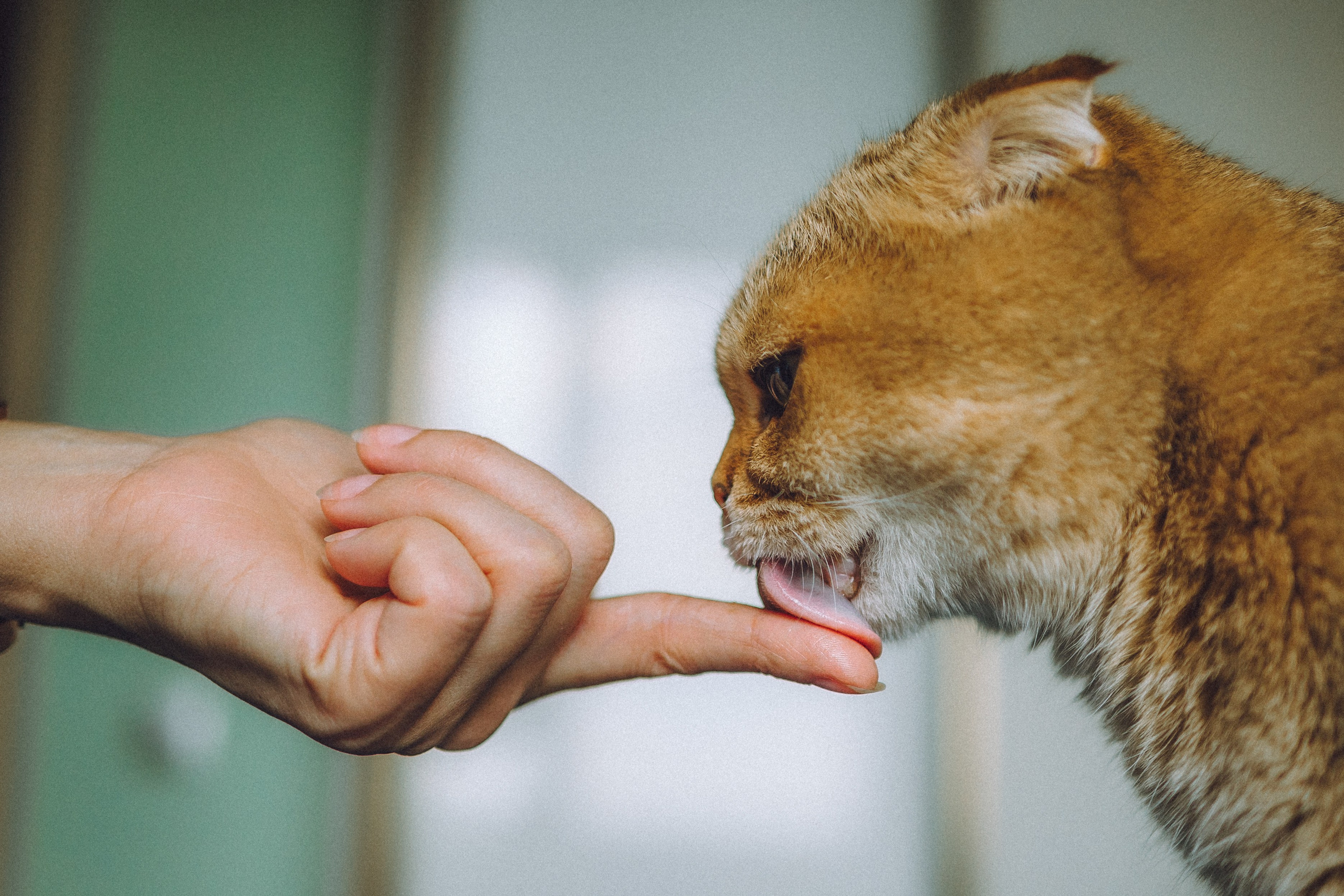 Генри и его семья