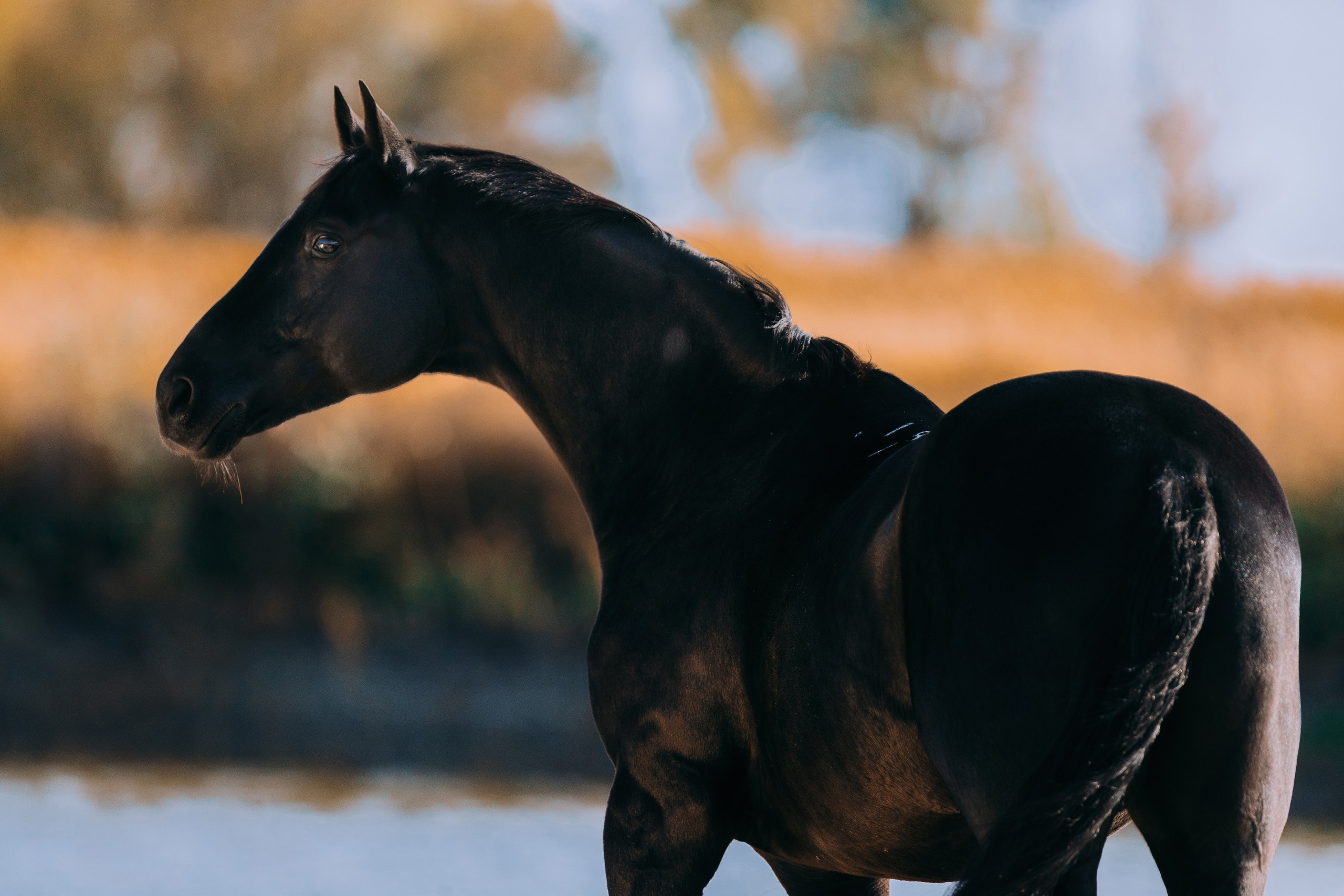 На природе. Фотограф-анималист Ксендзова Кристина